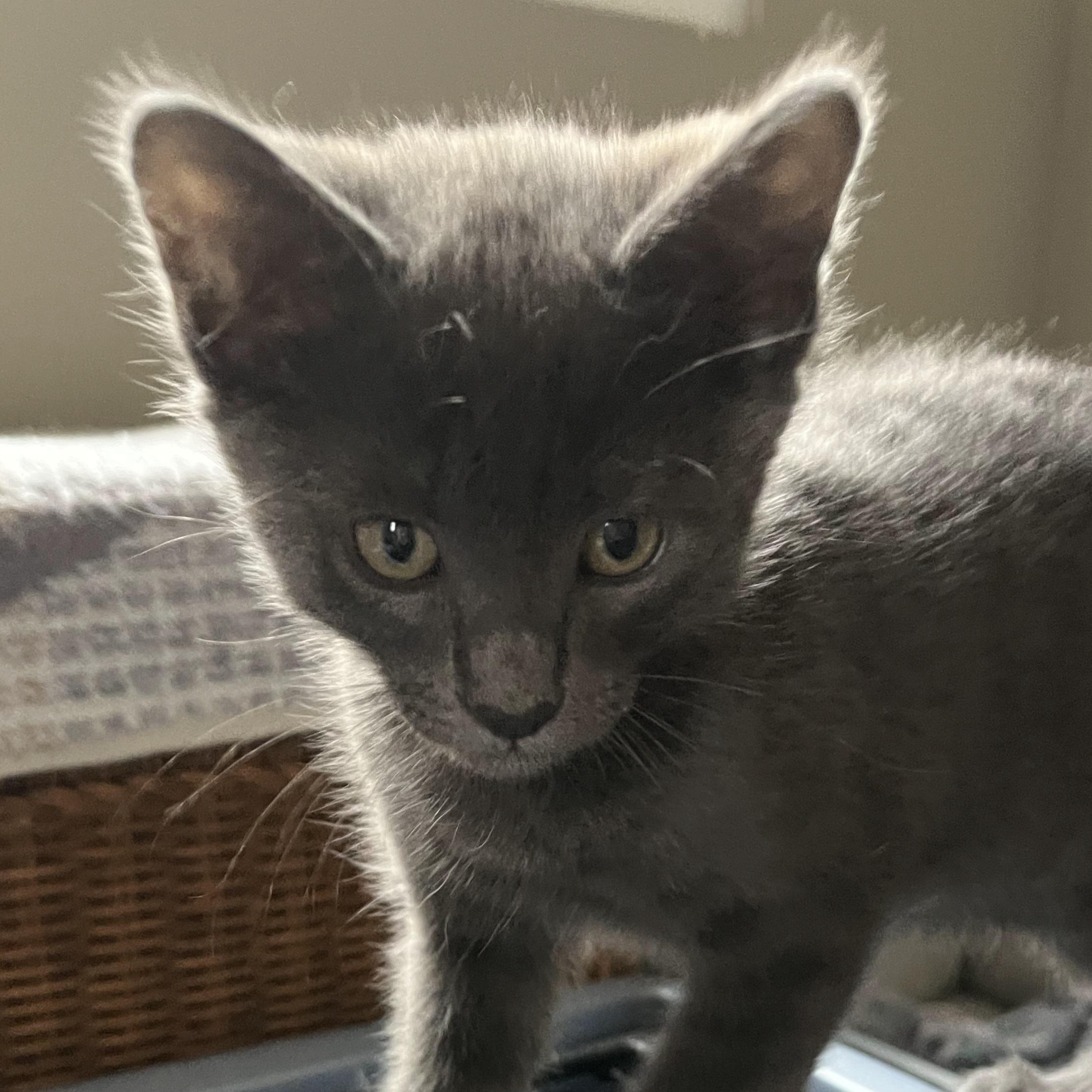 Enlarge Matcha, a ADOPTABLE Domestic Short Hair in Irvine, CA image 1/3
