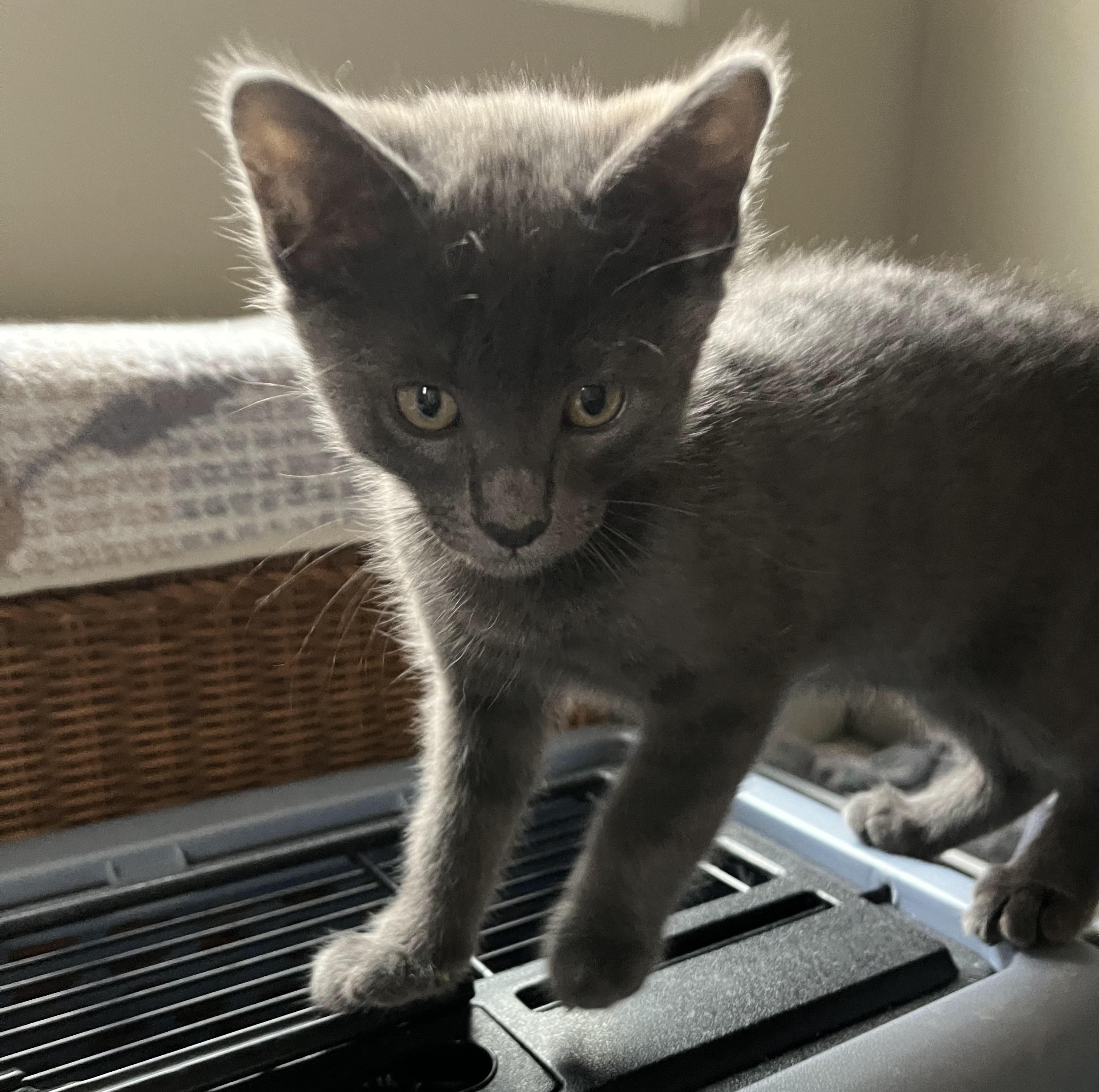 Enlarge Matcha, a ADOPTABLE Domestic Short Hair in Irvine, CA image 2/3