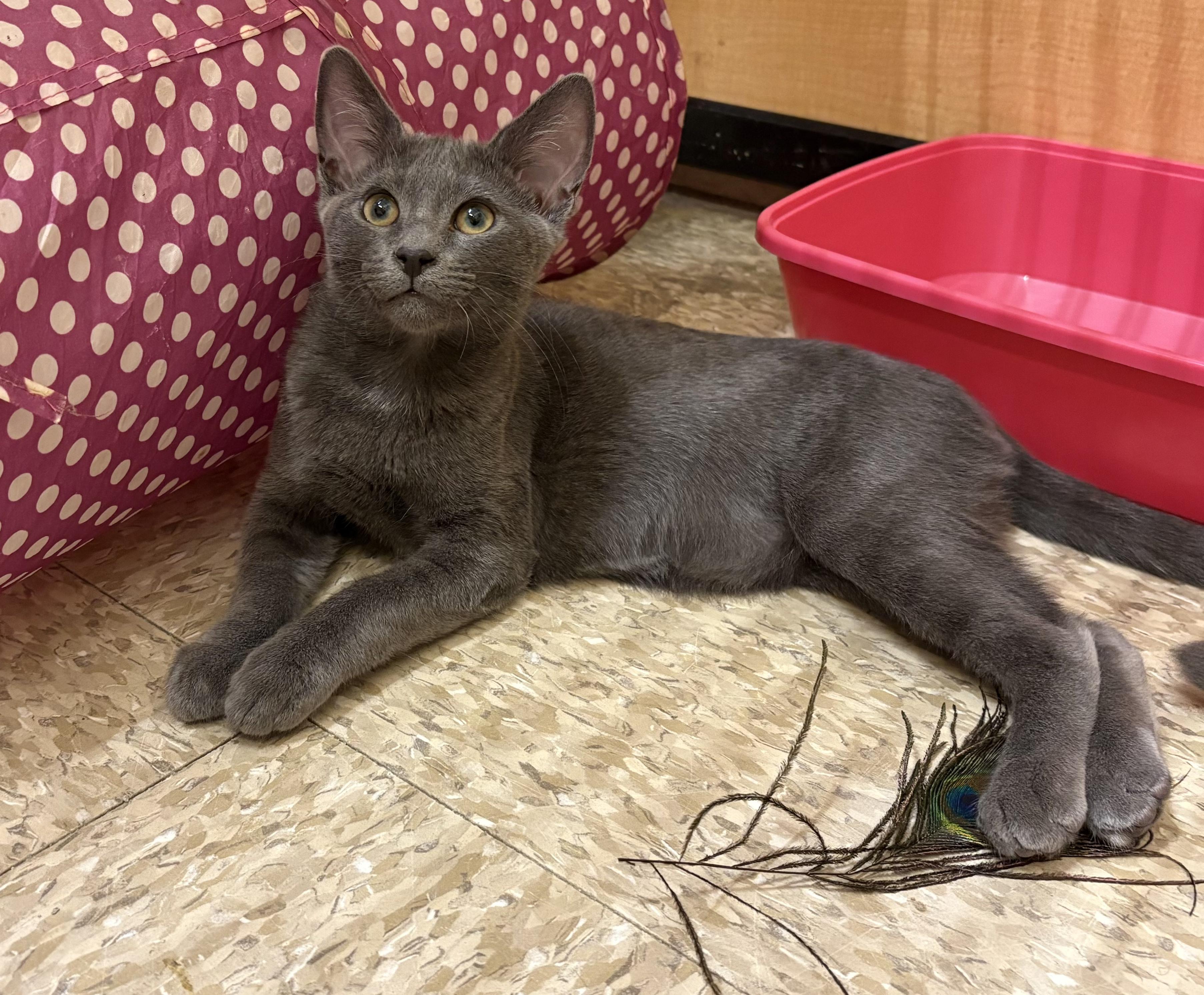 Matcha, a ADOPTABLE Domestic Short Hair in Irvine, CA image 3/4