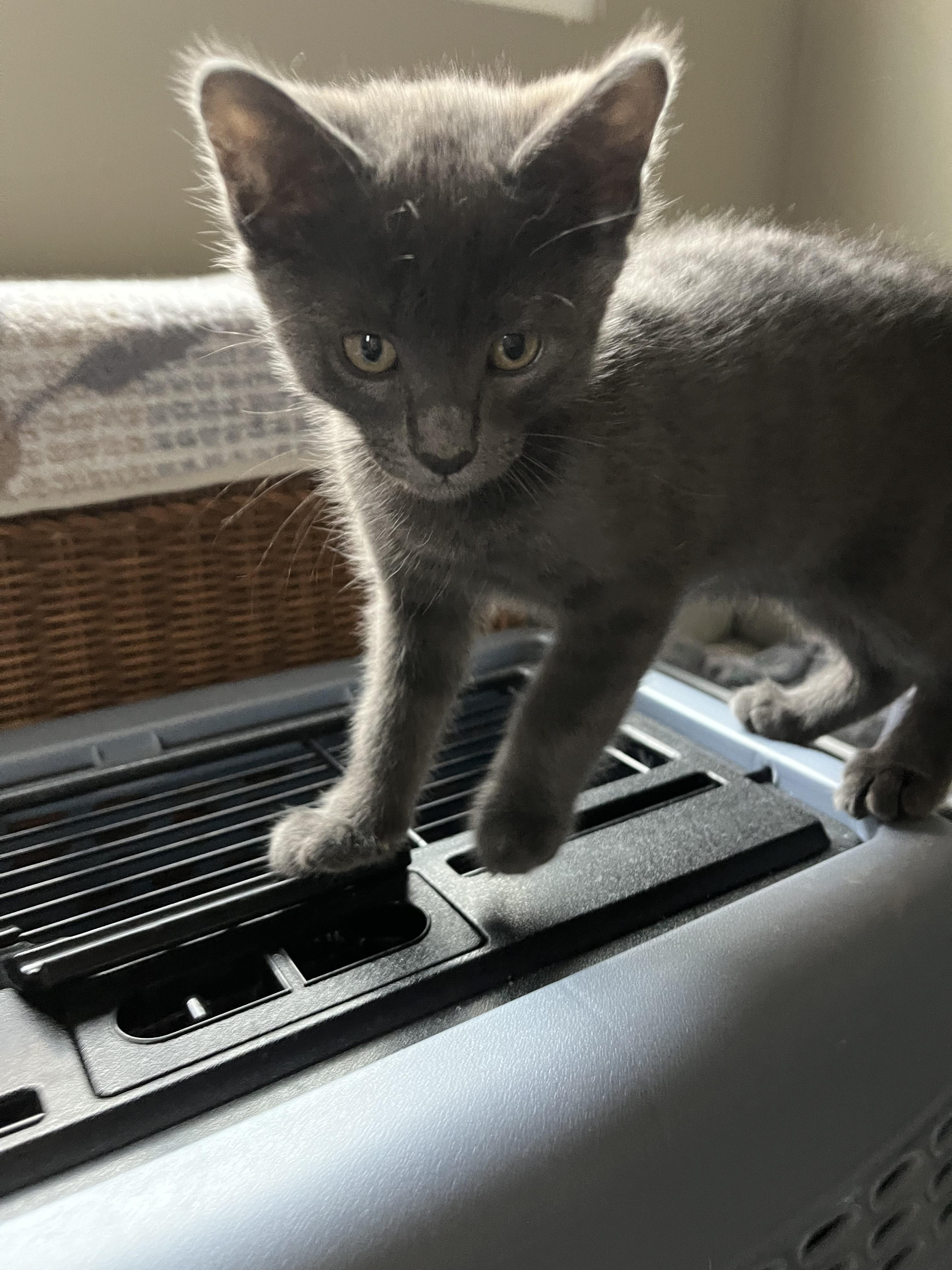 Enlarge Matcha, a ADOPTABLE Domestic Short Hair in Irvine, CA image 3/3