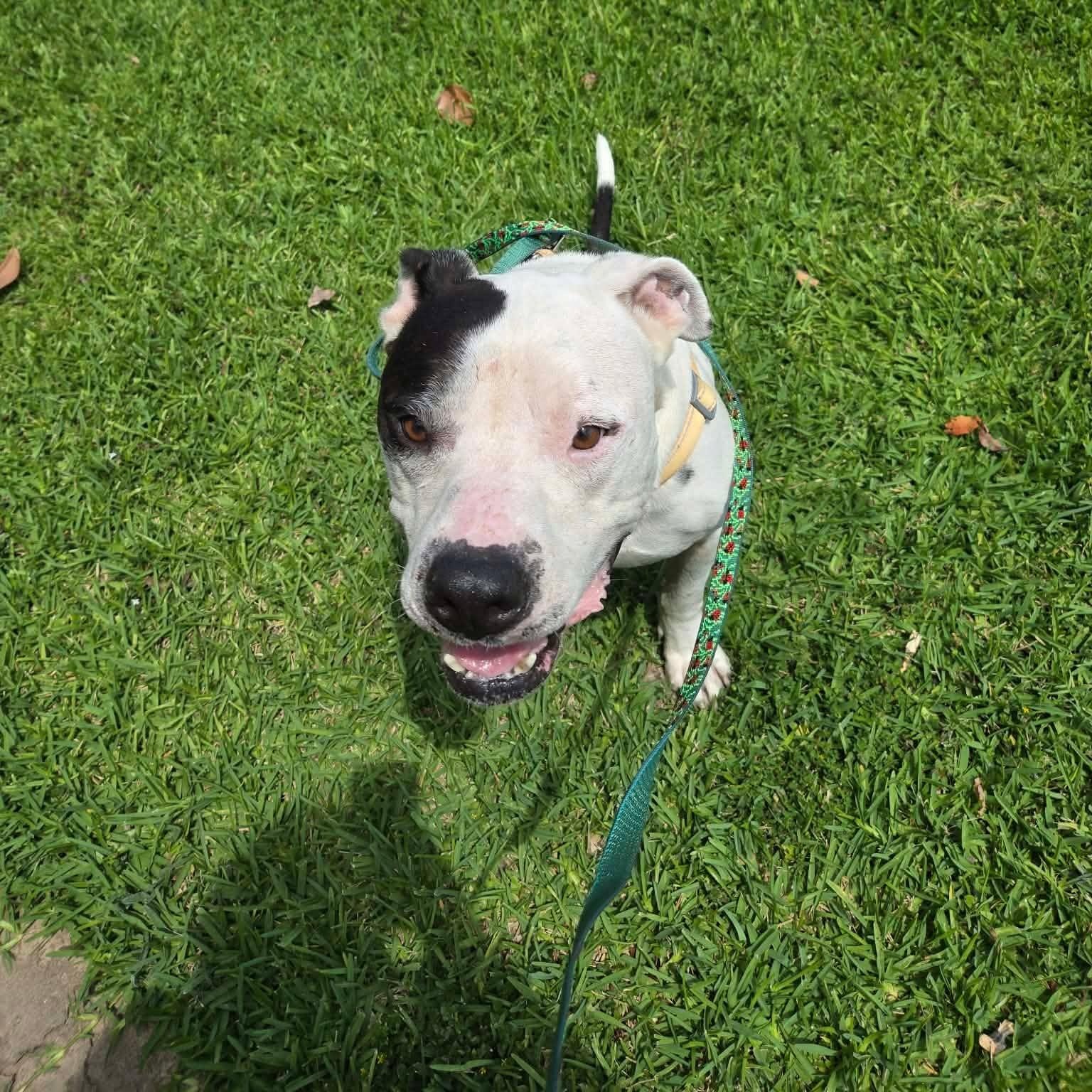 Enlarge Billy, a Adoptable mixed breed in Mooresville, NC image 2/6