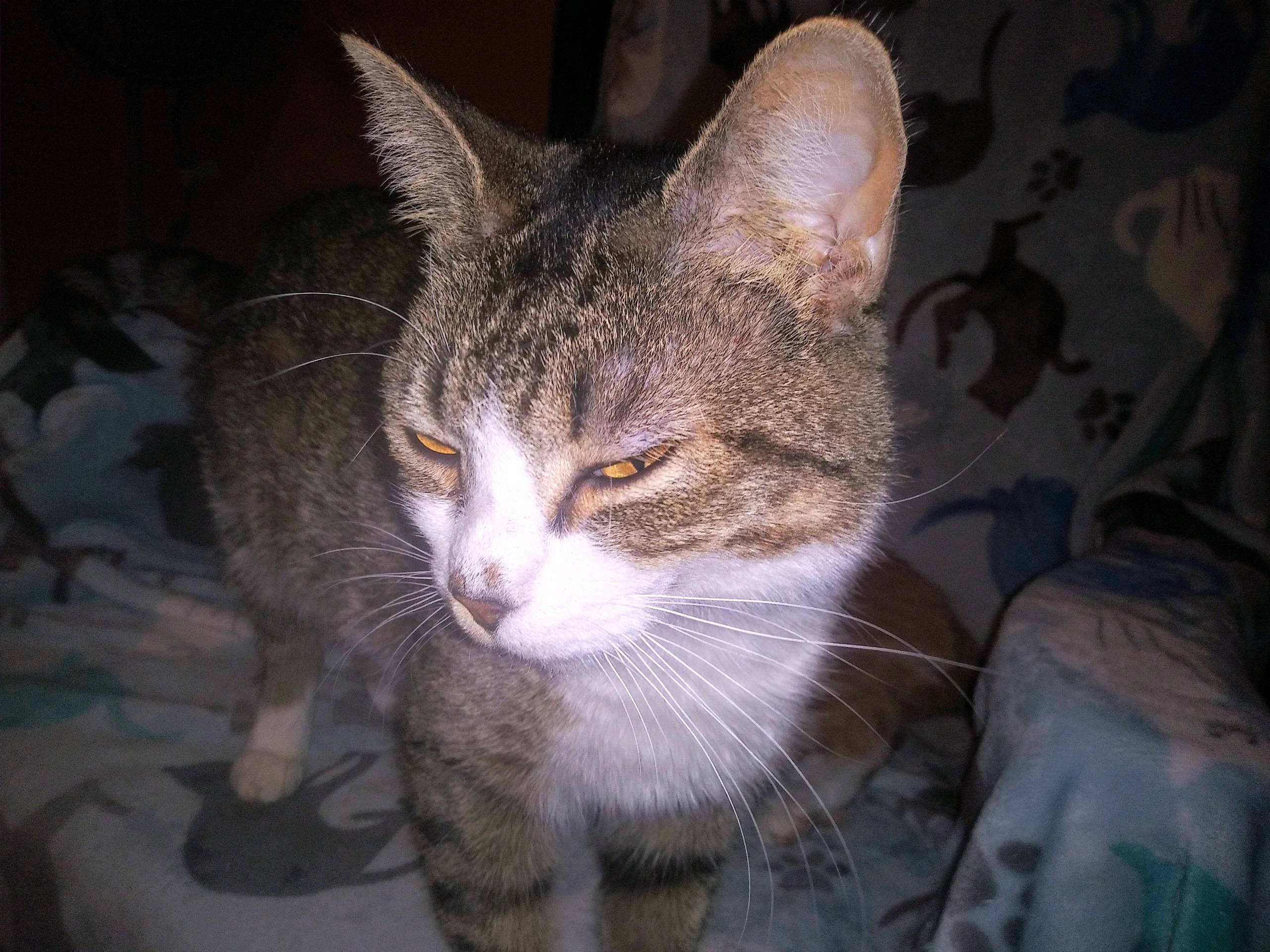 Cindy, Adoptable, Adult Female Domestic Short Hair & Tabby.