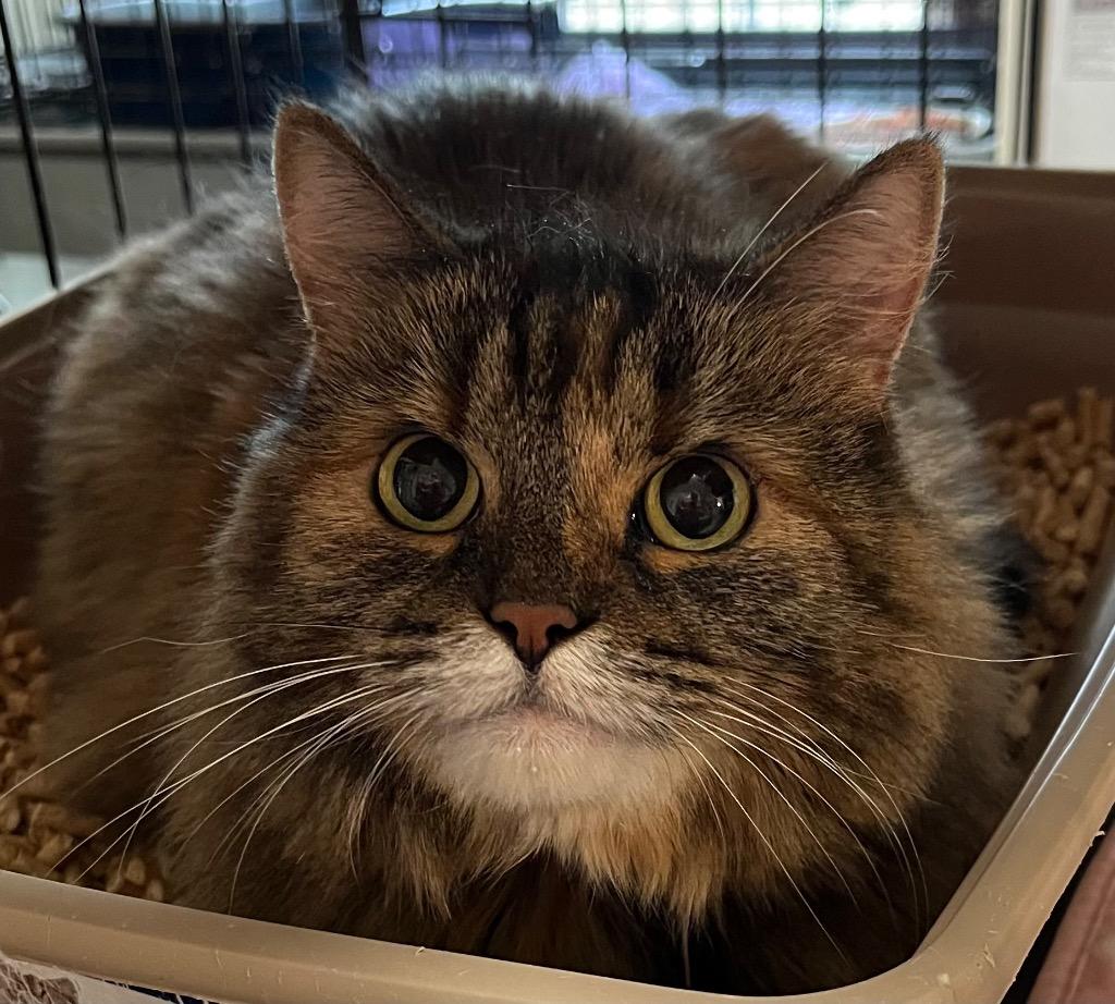 Enlarge Neko, a Adoptable mixed breed in Thompson Falls, MT image 1/2
