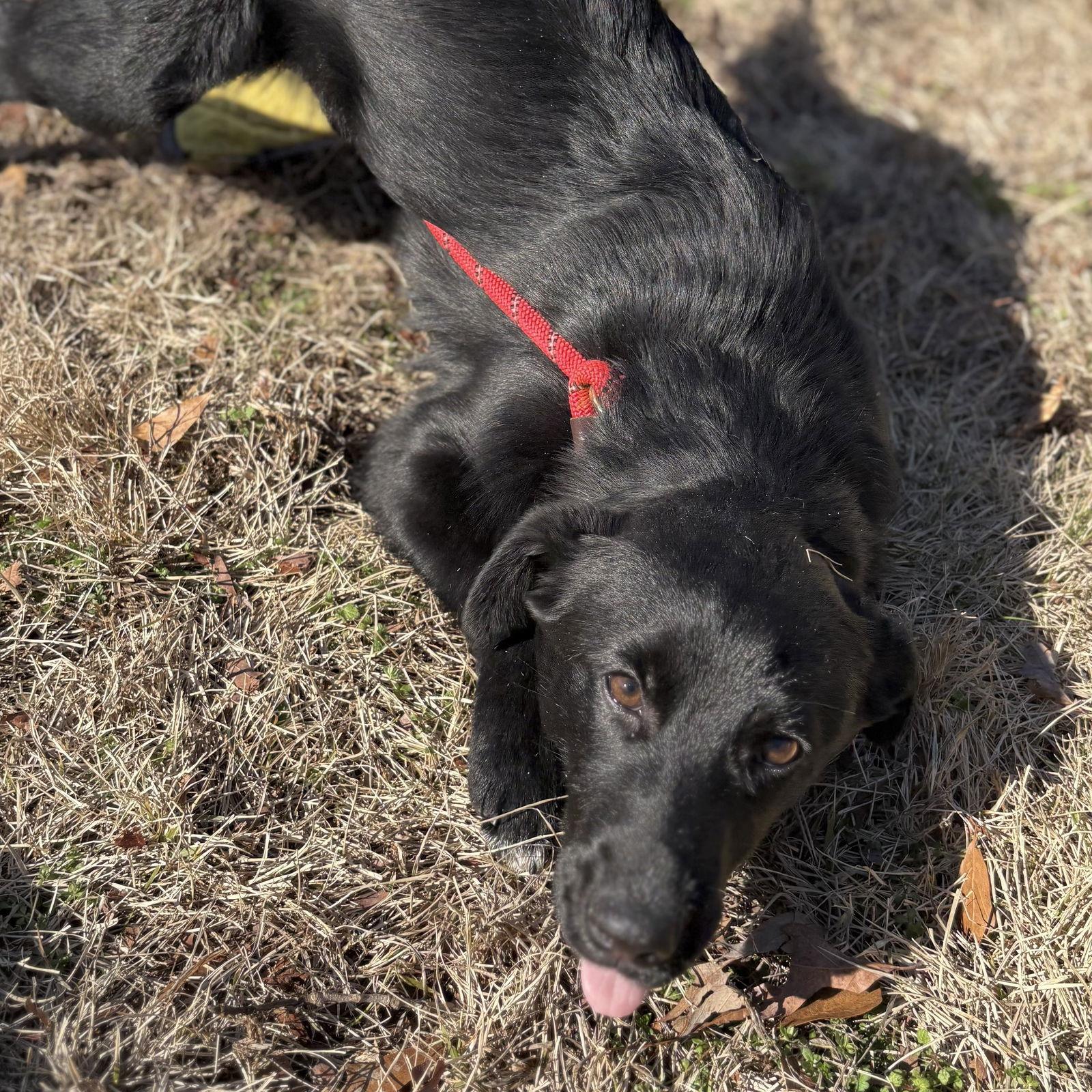 Pauline, Adoptable, Puppy Female Labrador Retriever.