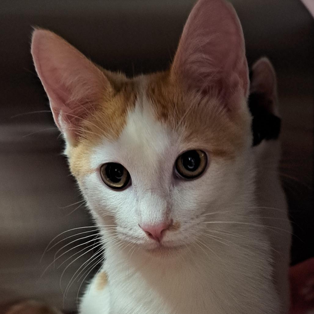 Peanut, Adoptable, Kitten Male Domestic Short Hair.