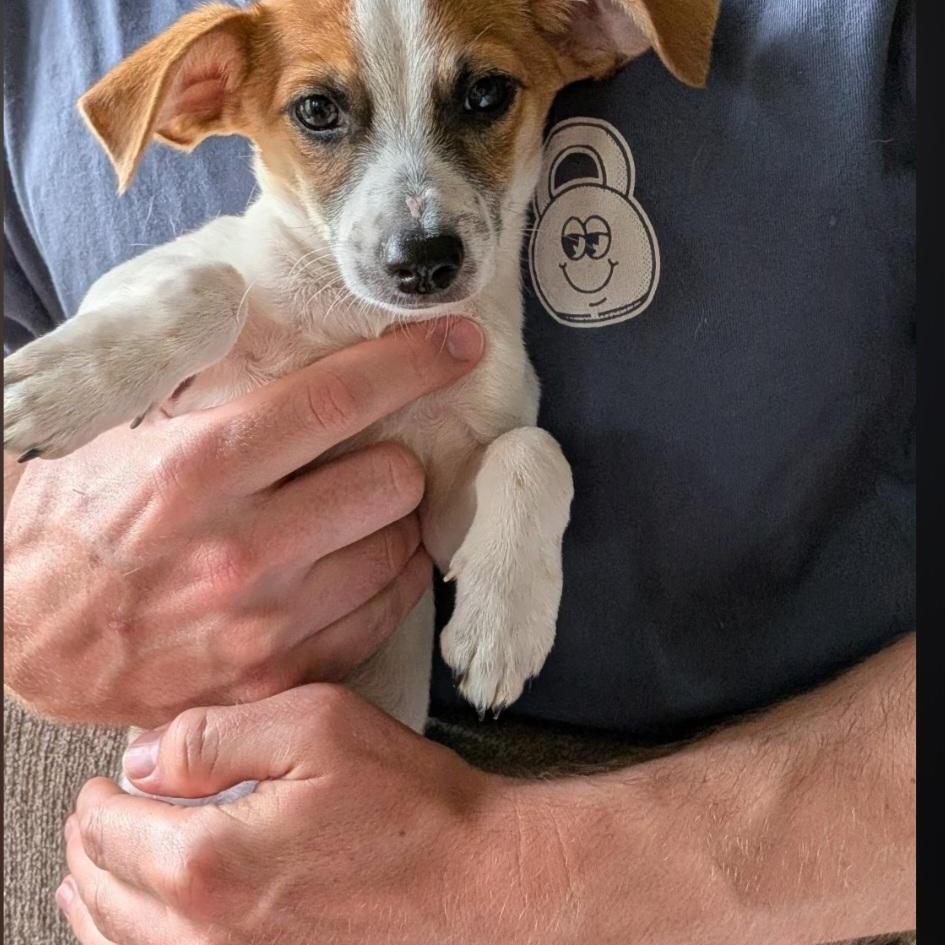 Paco, a ADOPTABLE mixed breed in Raeford, NC image 3/4
