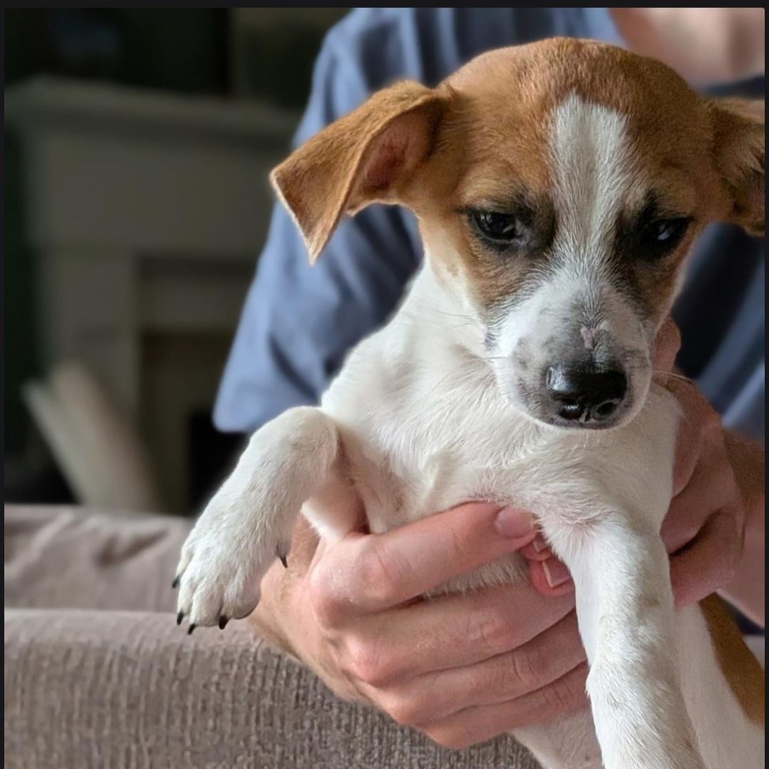 Paco, a ADOPTABLE mixed breed in Raeford, NC image 4/4