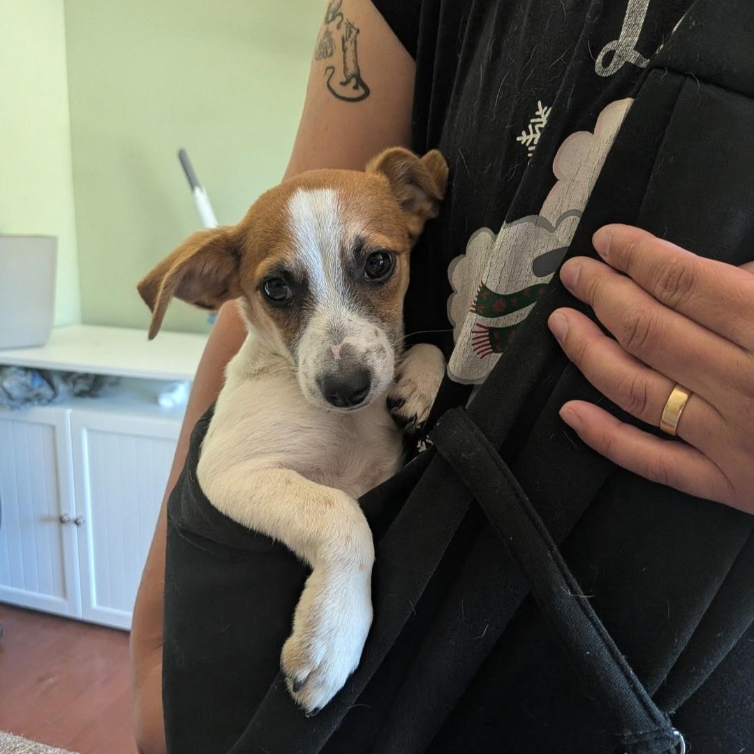 Paco, ADOPTABLE, Puppy Male Chihuahua & Dachshund.