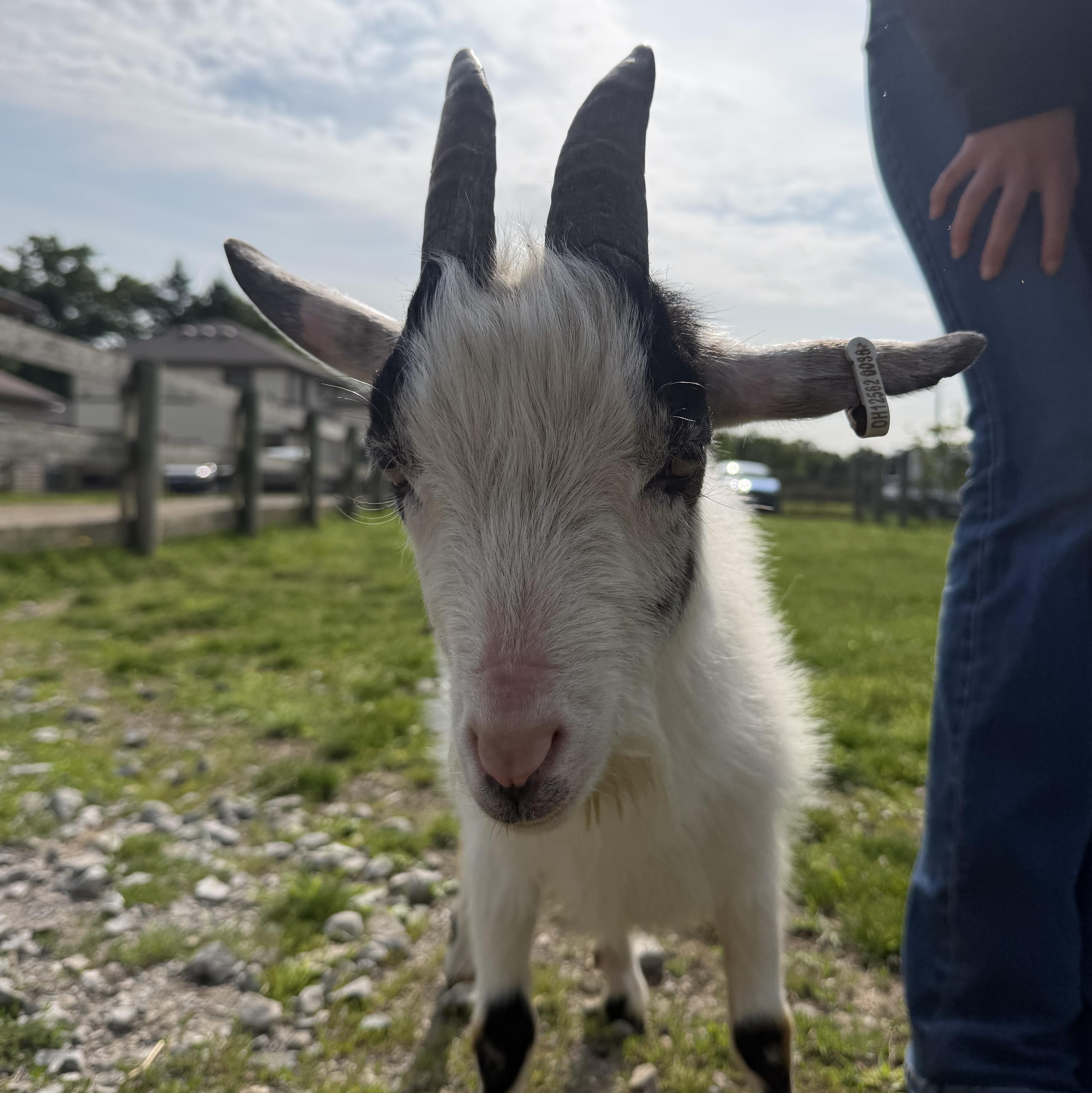 Mushroom, an adopted Nigerian Dwarf in Ravenna, OH image 1/2