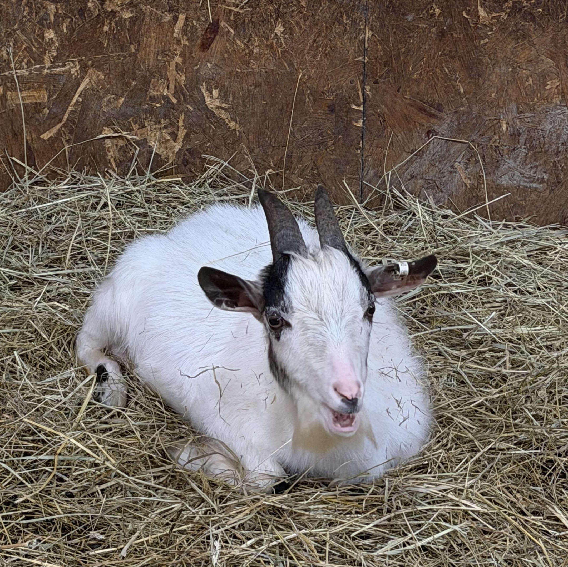 Mushroom, an adopted Nigerian Dwarf in Ravenna, OH image 2/2