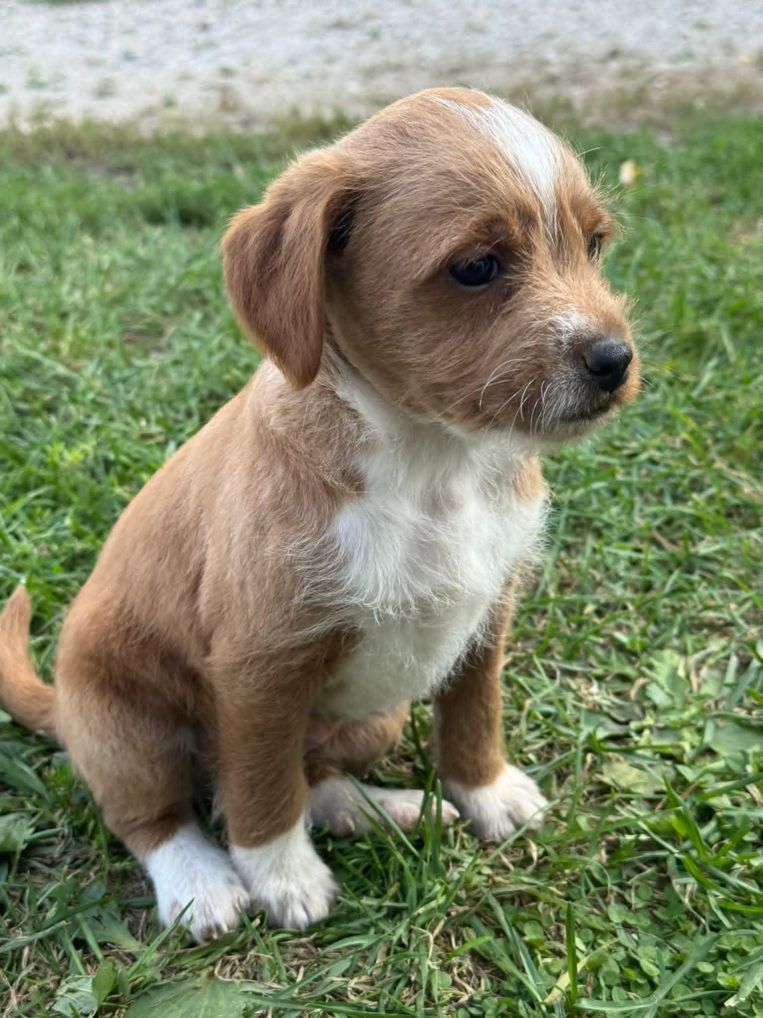 Rascal