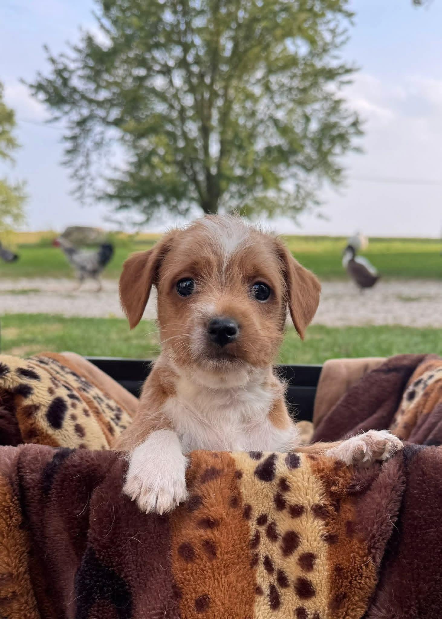 Rascal