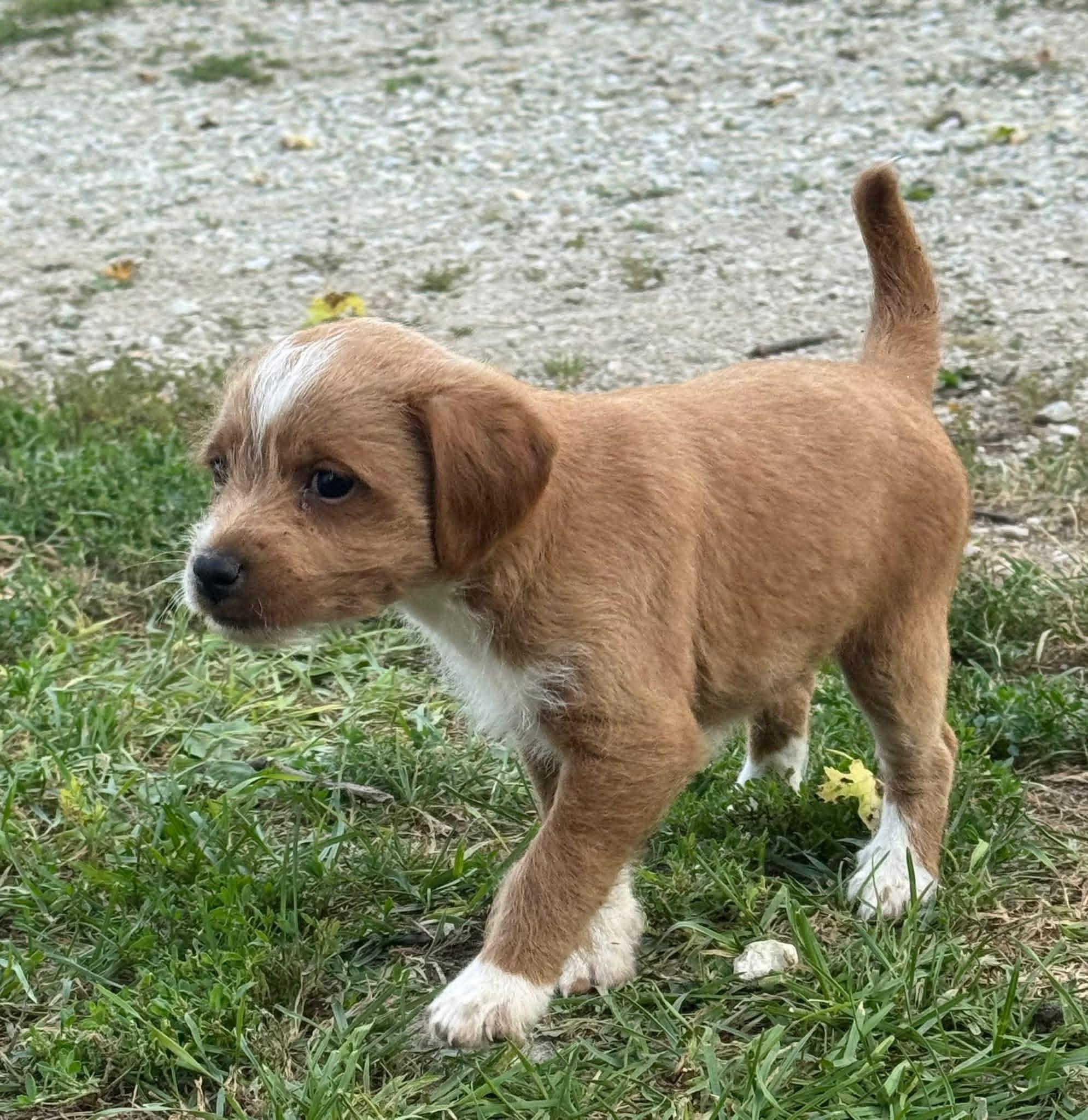 Rascal