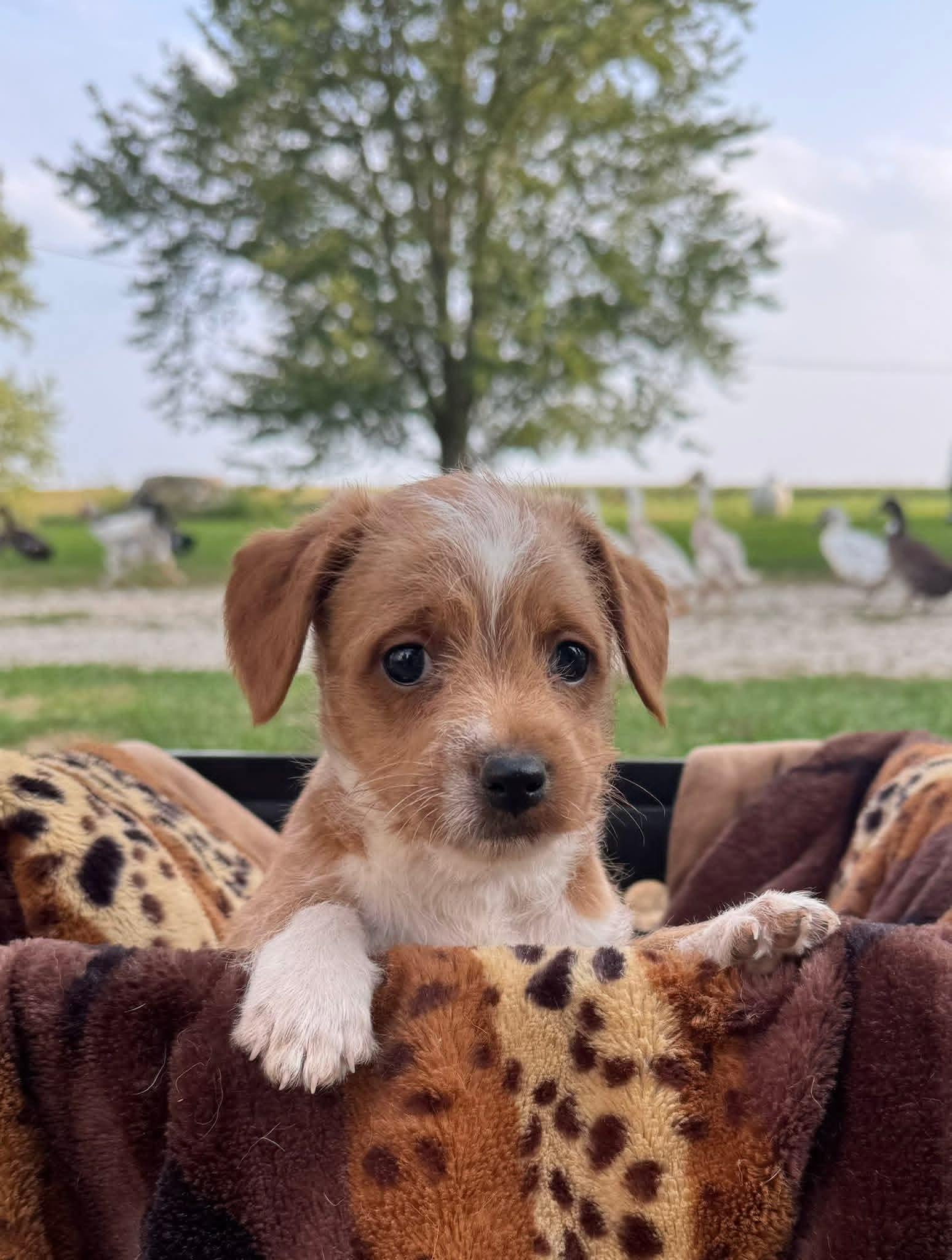 Rascal