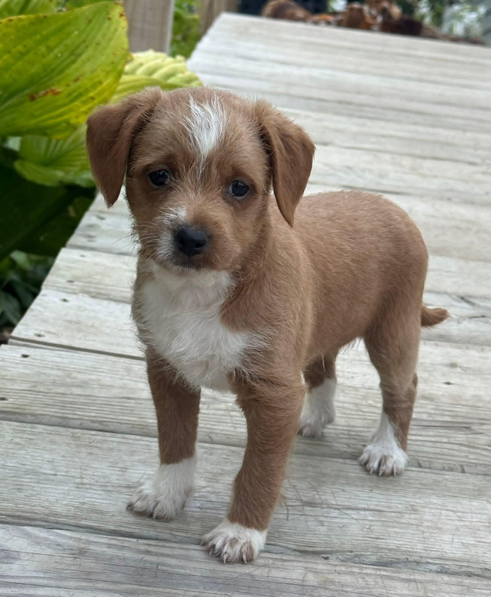 Rascal
