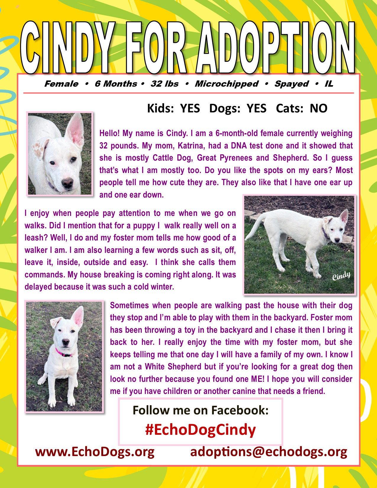 Enlarge Cindy, a Adoptable mixed breed in Londonderry, NH image 1/3