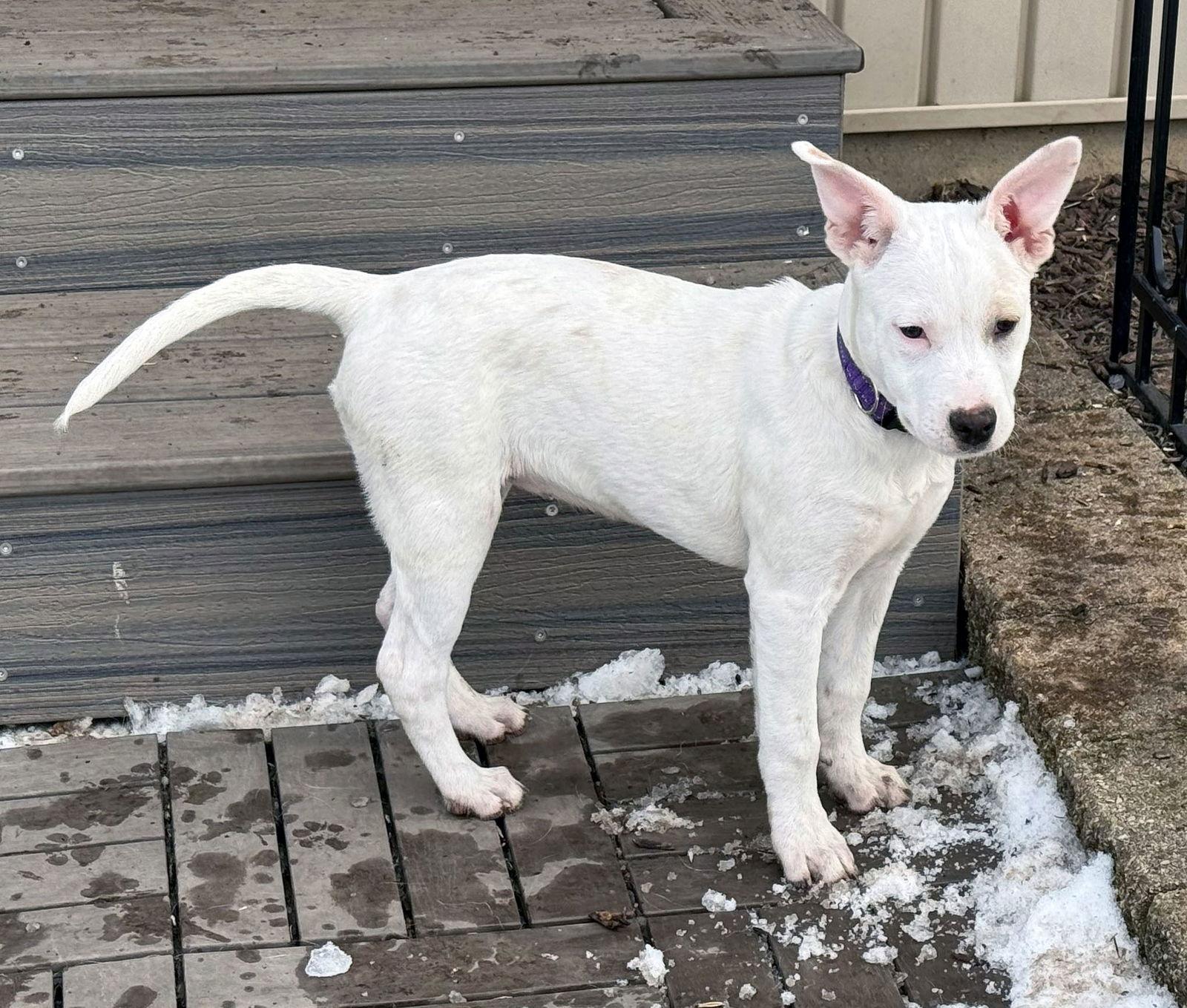 Enlarge Cindy, a Adoptable White German Shepherd in Londonderry, NH image 1/3