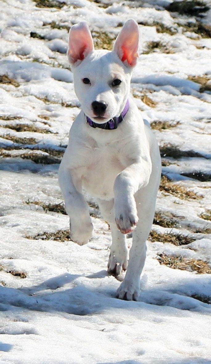 Enlarge Cindy, a Adoptable White German Shepherd in Londonderry, NH image 2/3