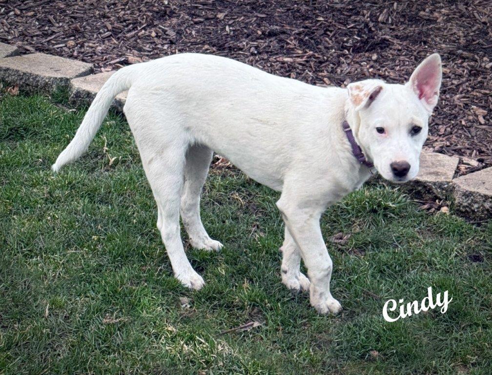 Enlarge Cindy, a Adoptable mixed breed in Londonderry, NH image 2/3