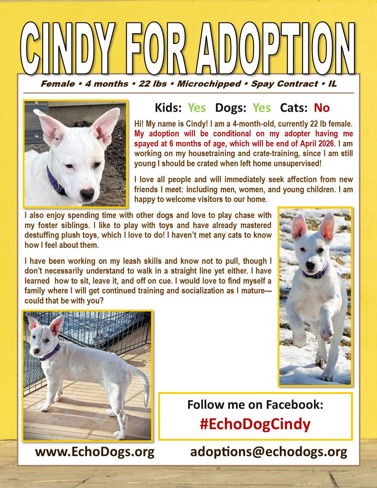 Enlarge Cindy, a Adoptable White German Shepherd in Londonderry, NH image 3/3