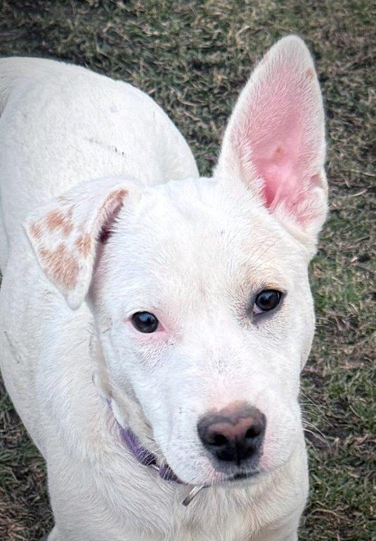 Enlarge Cindy, a Adoptable mixed breed in Londonderry, NH image 3/3