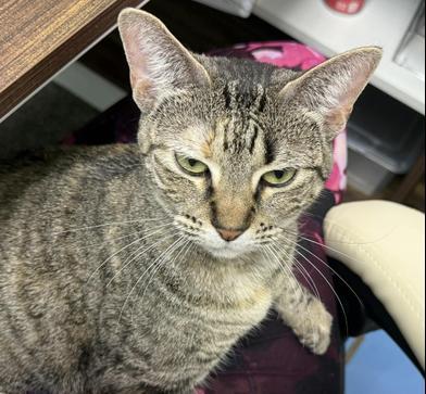 Doux, a Adoptable mixed breed in FREDERICKSBURG , VA image 1/5