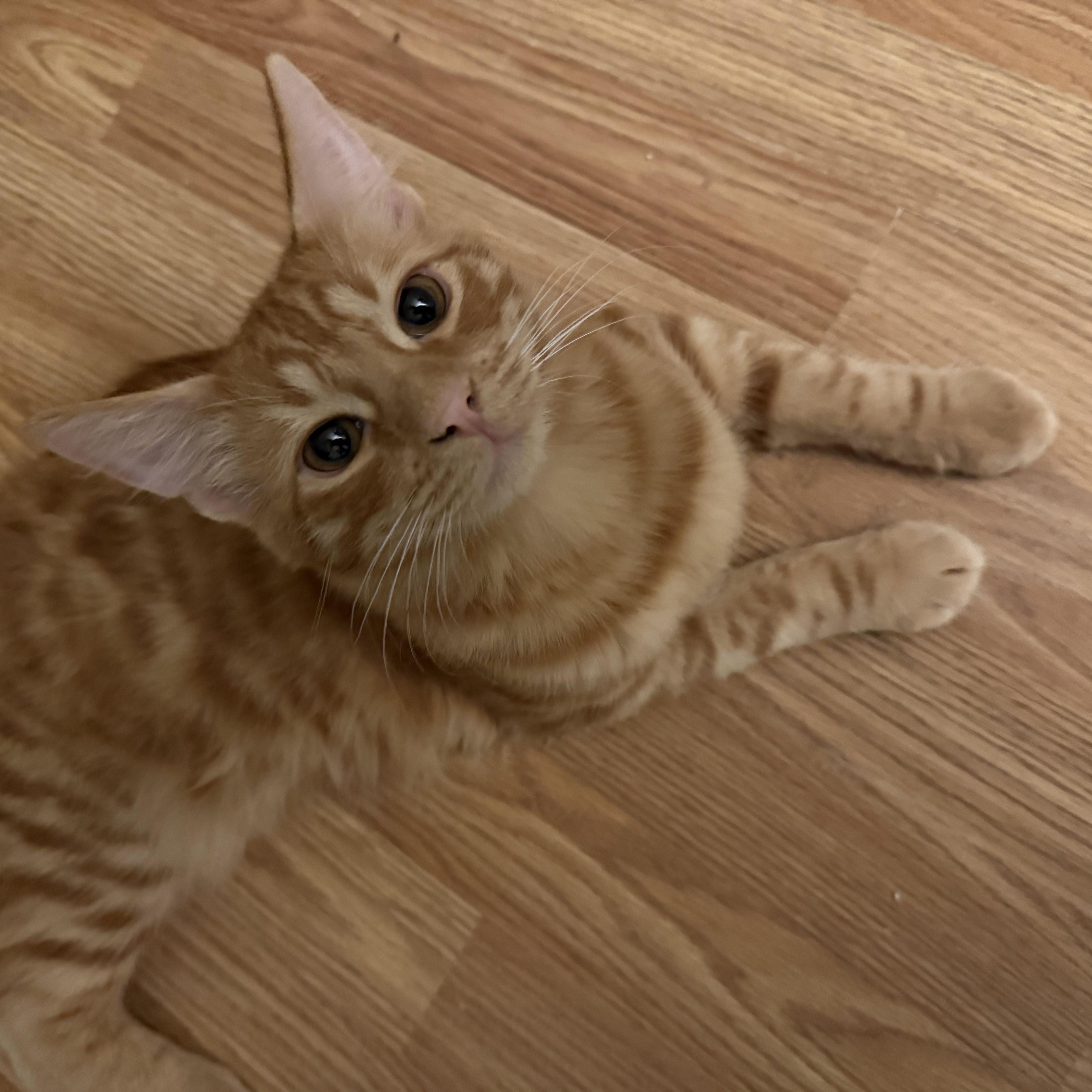 Mr. Whiskers photo