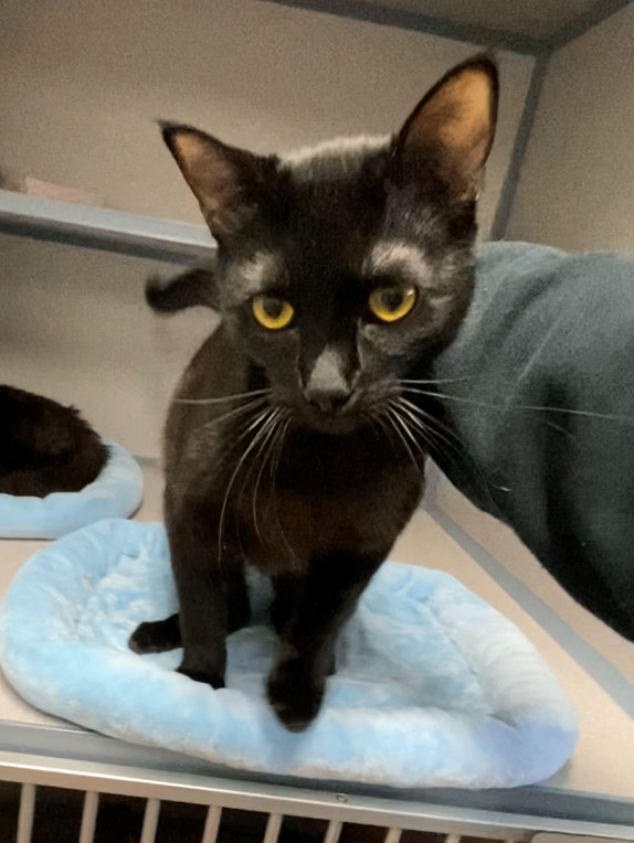Gremlin, an adopted Domestic Short Hair in Grass Valley, CA_image-1