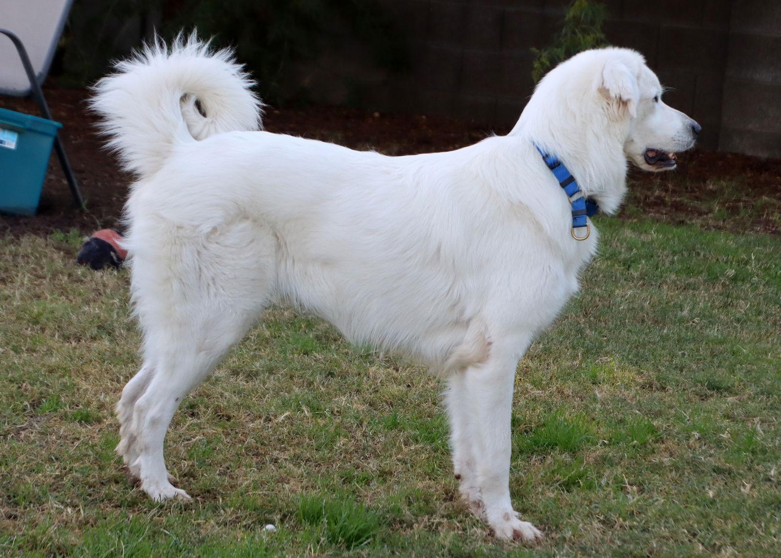 Belle, Adoptable, Young Female Golden Retriever & Great Pyrenees.