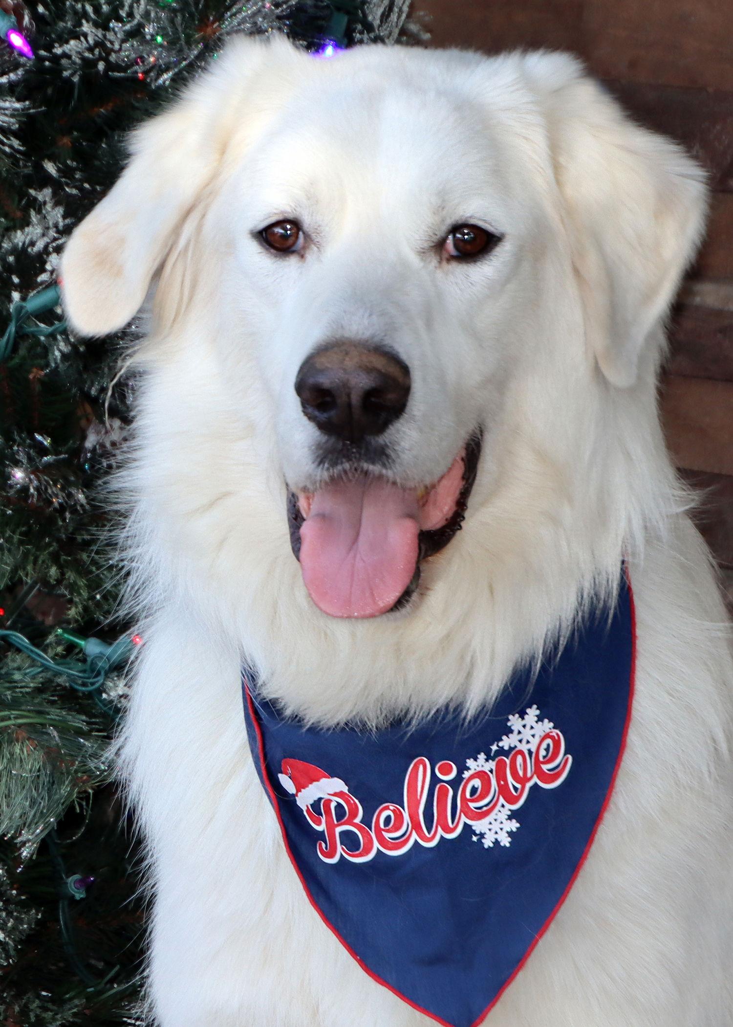 Enlarge Belle, a Adoptable mixed breed in Glendale, AZ image 2/3