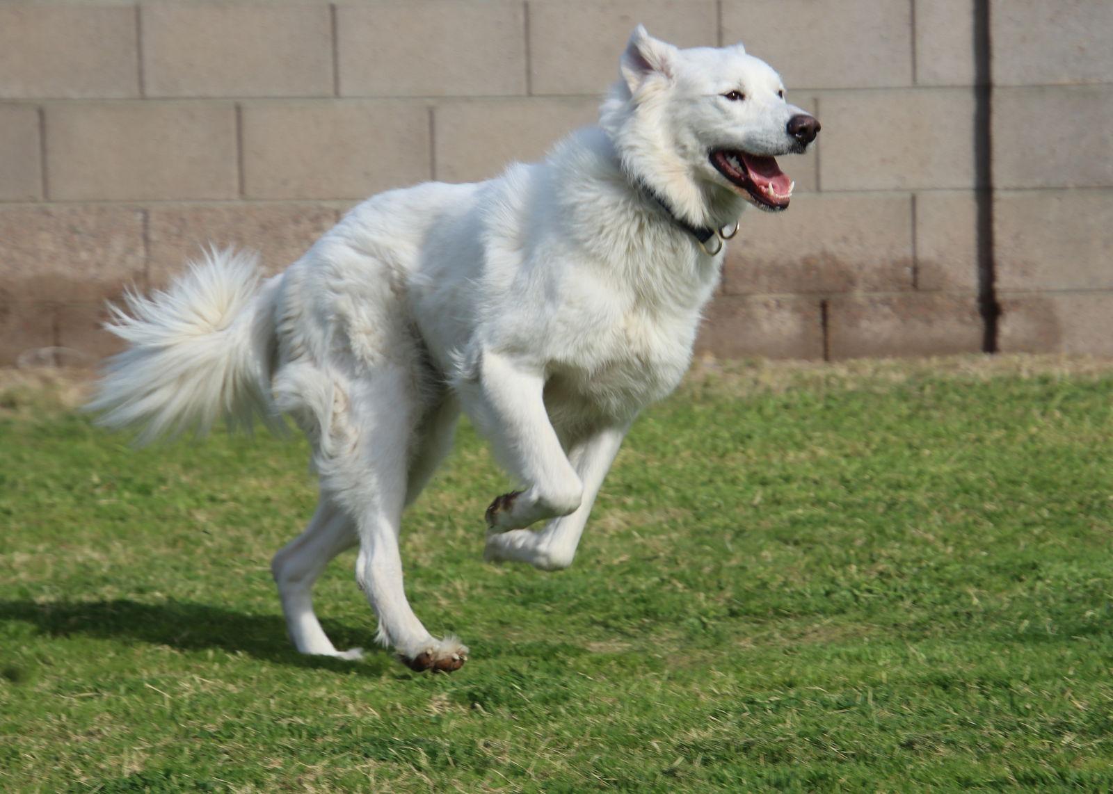 Belle, a Adoptable mixed breed in Glendale, AZ image 1/3