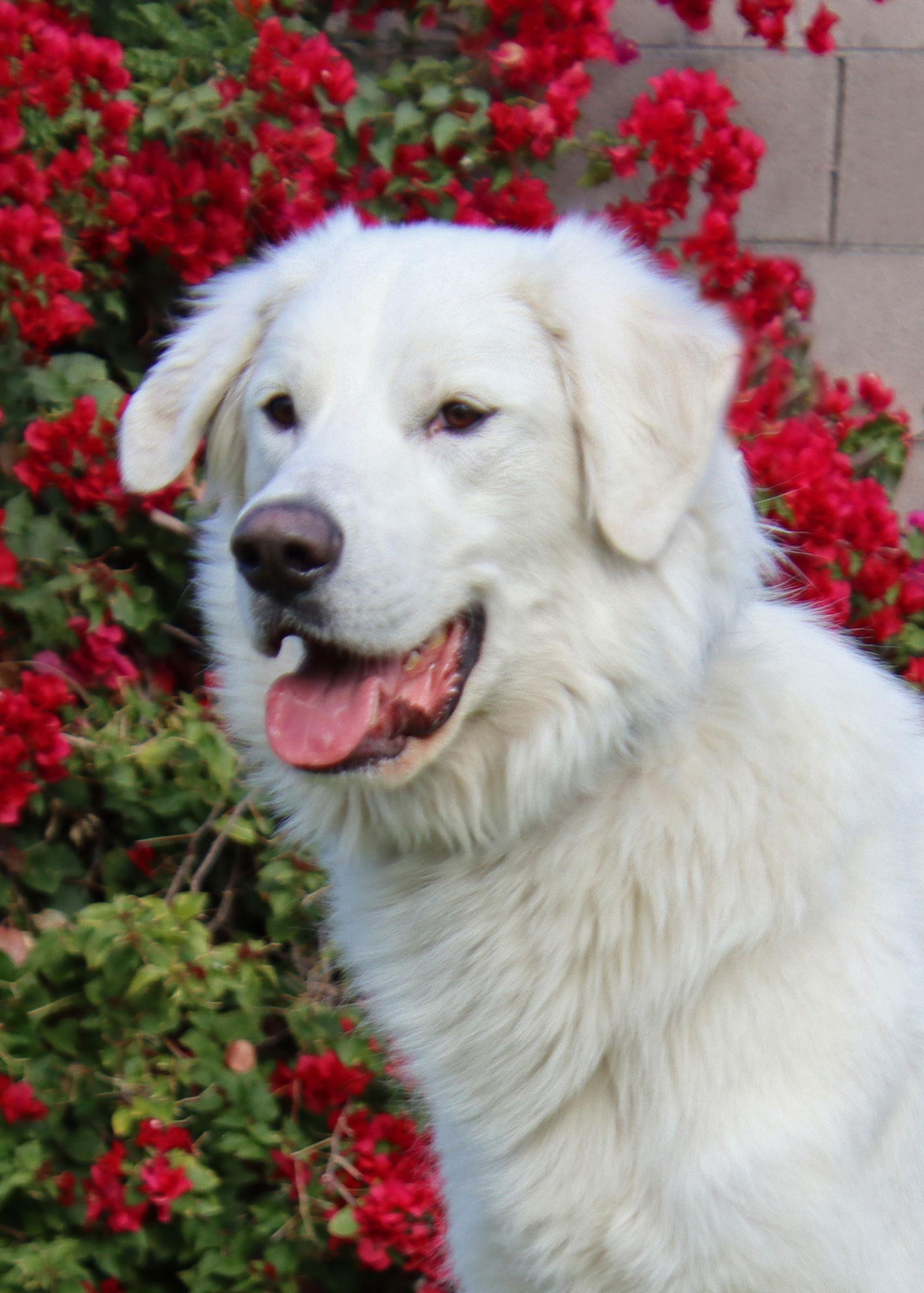 Belle, a Adoptable mixed breed in Glendale, AZ image 2/3