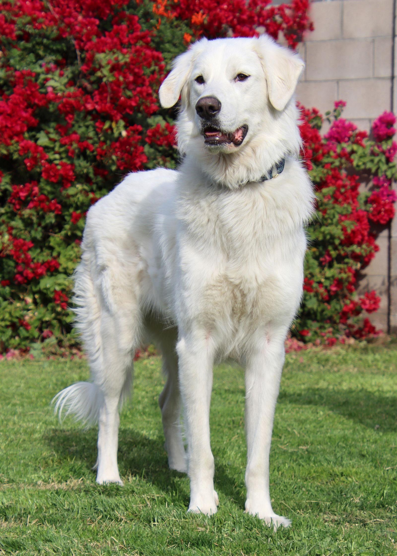 Belle, a Adoptable mixed breed in Glendale, AZ image 3/3