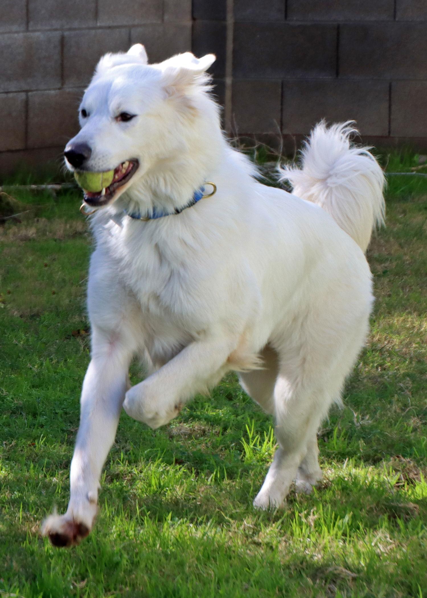 Enlarge Belle, a Adoptable mixed breed in Glendale, AZ image 3/3