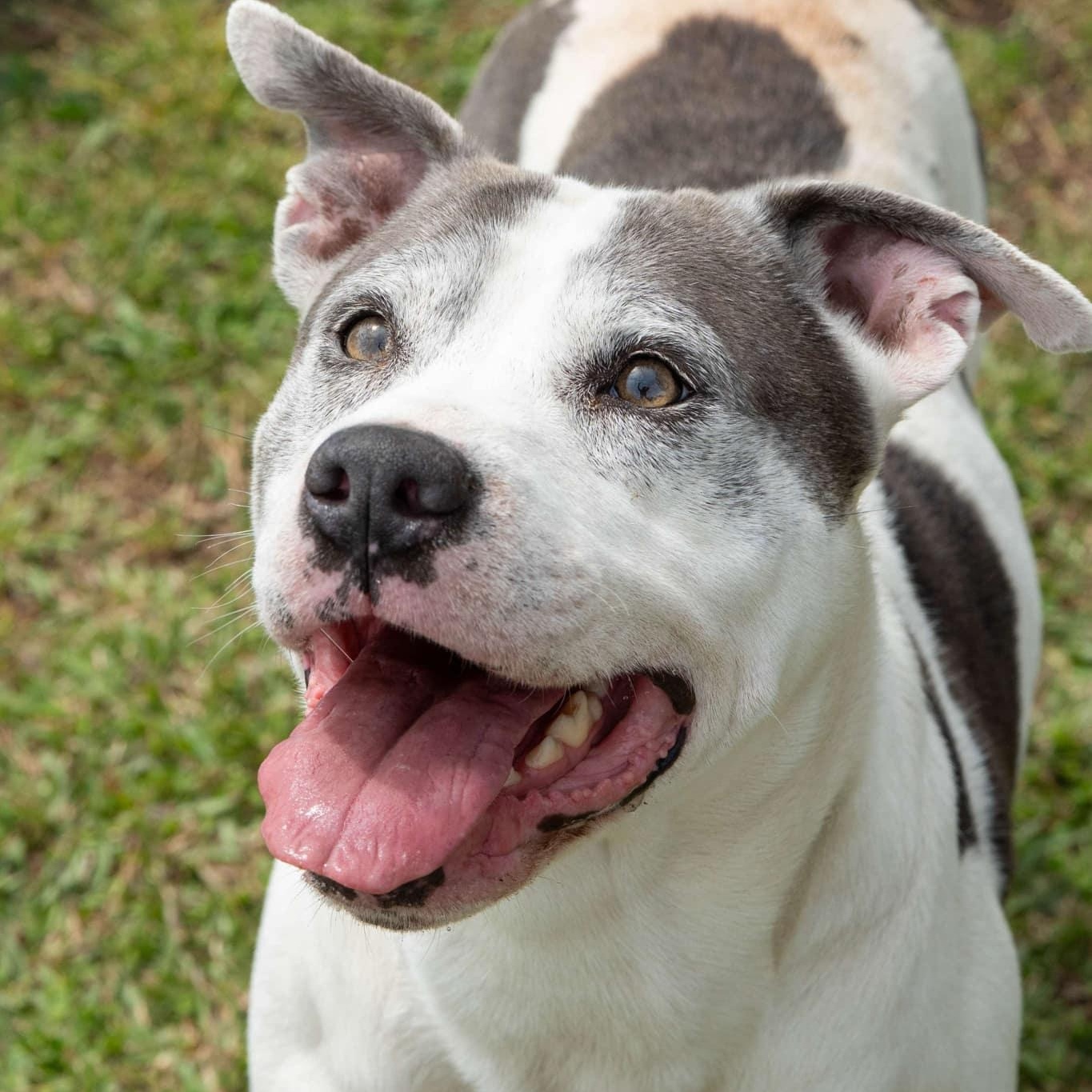 Archie - 8 yo senior