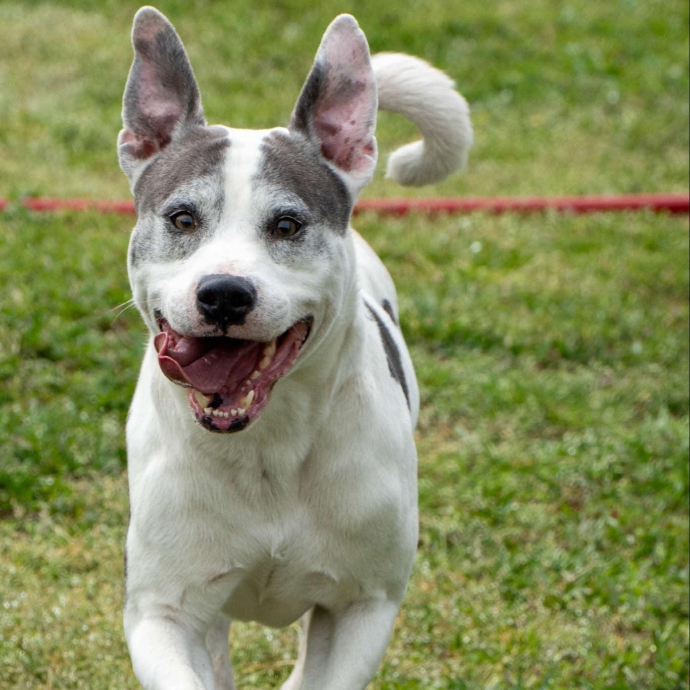 Archie - 8 yo senior