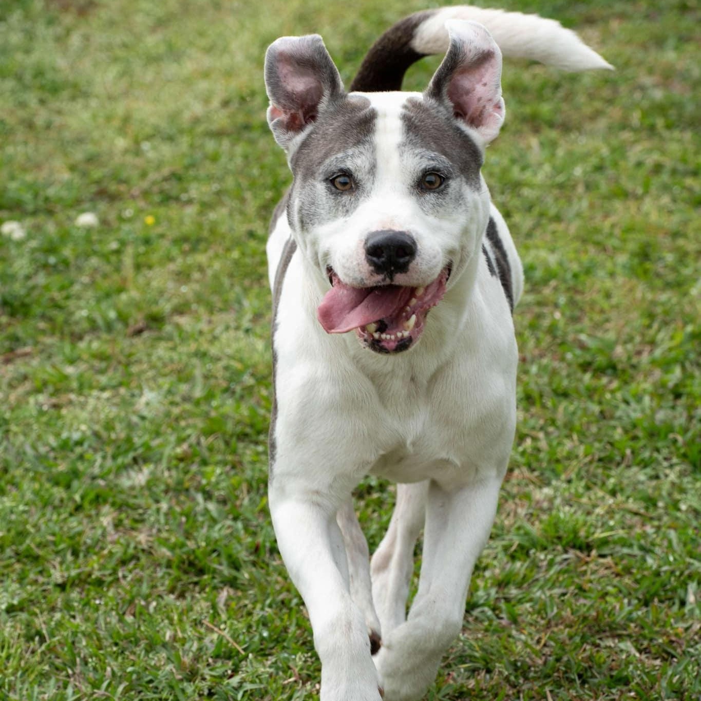 Archie - 8 yo senior
