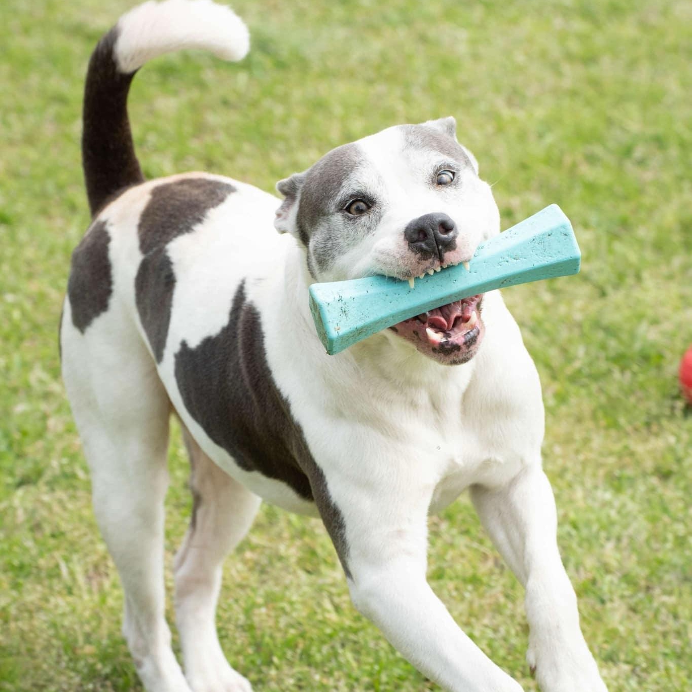 Archie - 8 yo senior