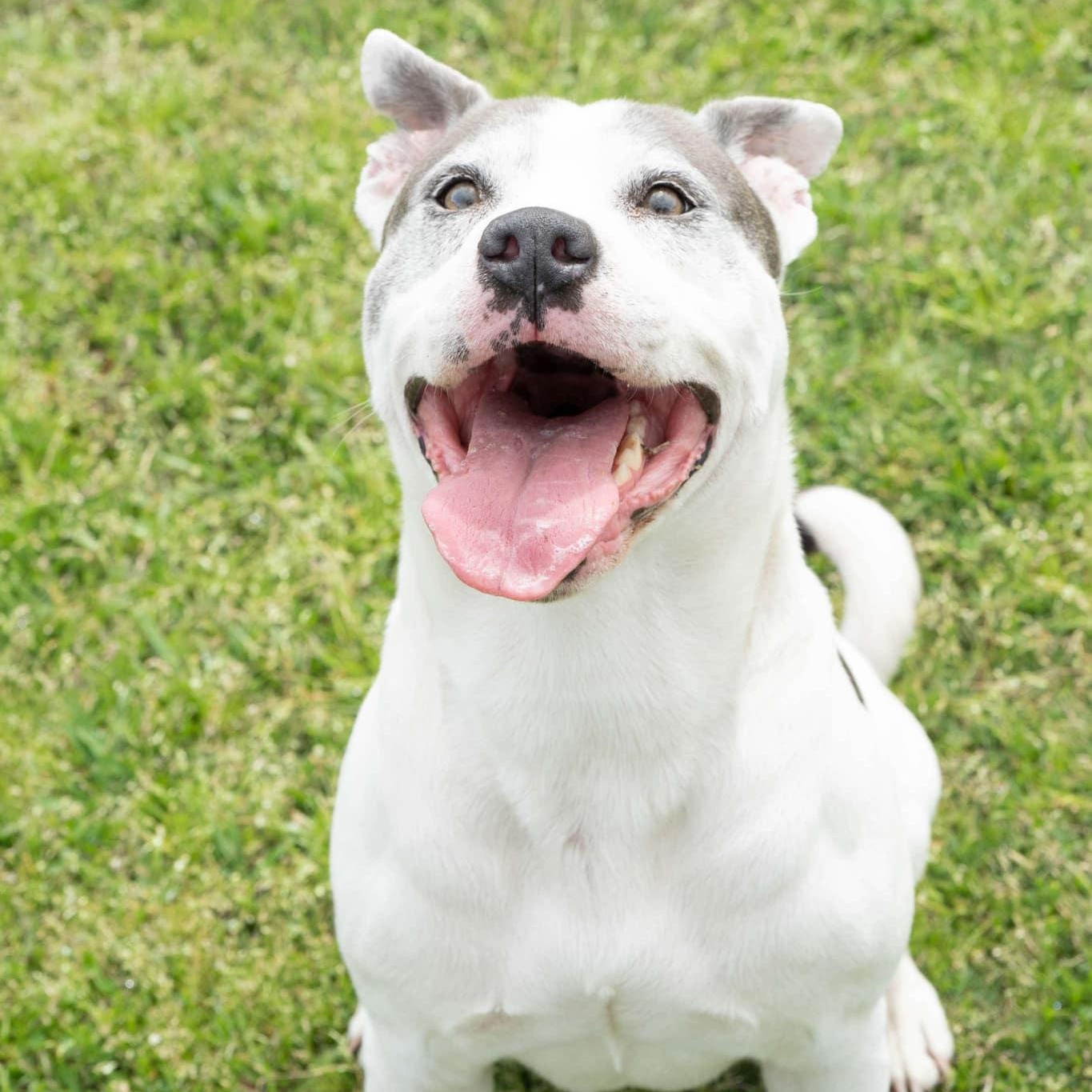 Archie - 8 yo senior