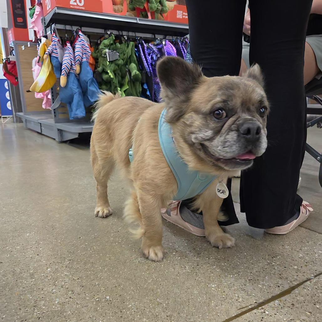 Emerson, Adoptable, Adult Male French Bulldog.