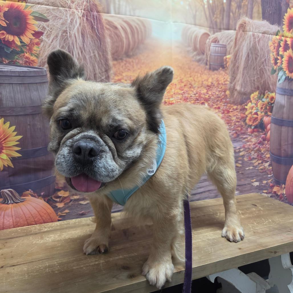 Enlarge Emerson, a Adoptable French Bulldog in Normal, IL image 2/6