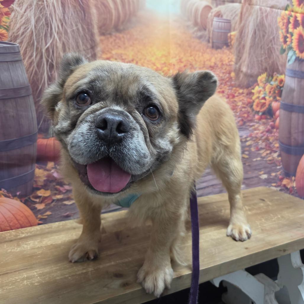 Enlarge Emerson, a Adoptable French Bulldog in Normal, IL image 3/6