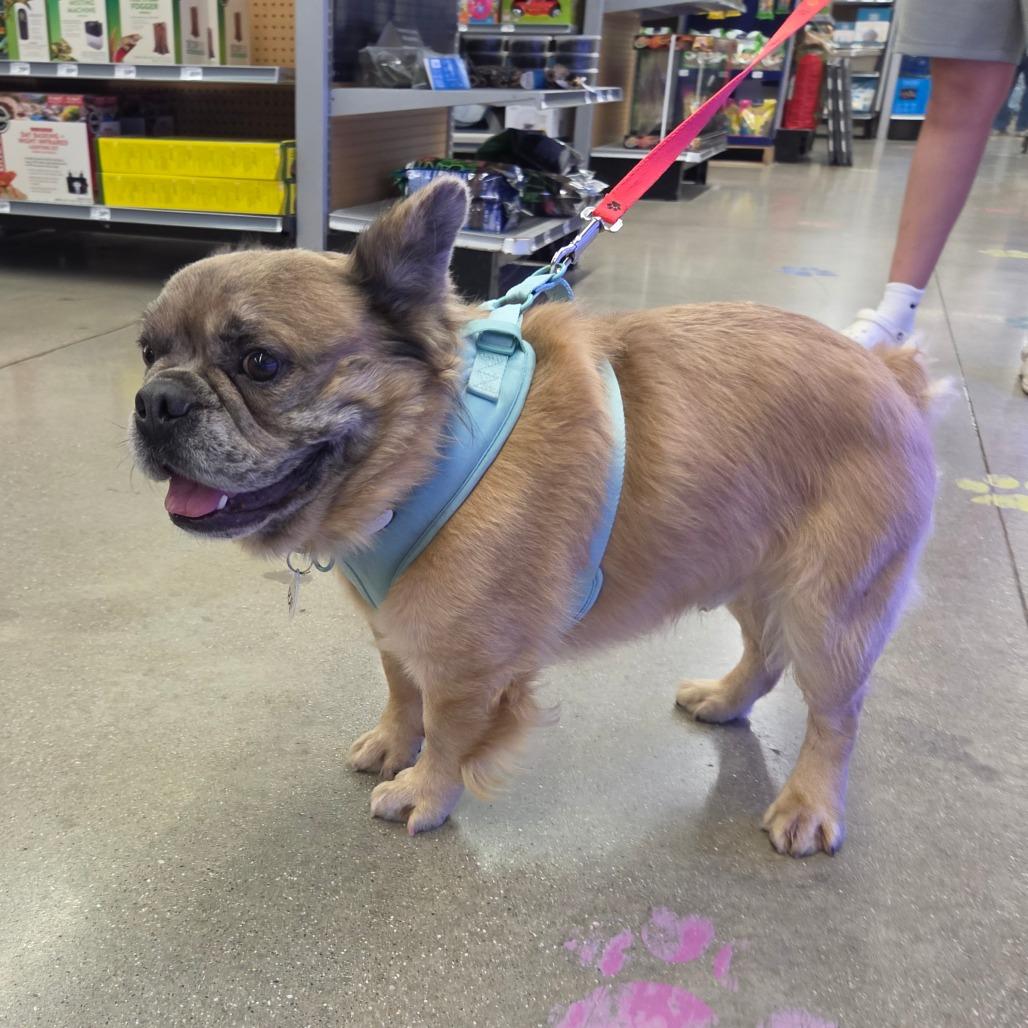 Enlarge Emerson, a Adoptable French Bulldog in Normal, IL image 4/6