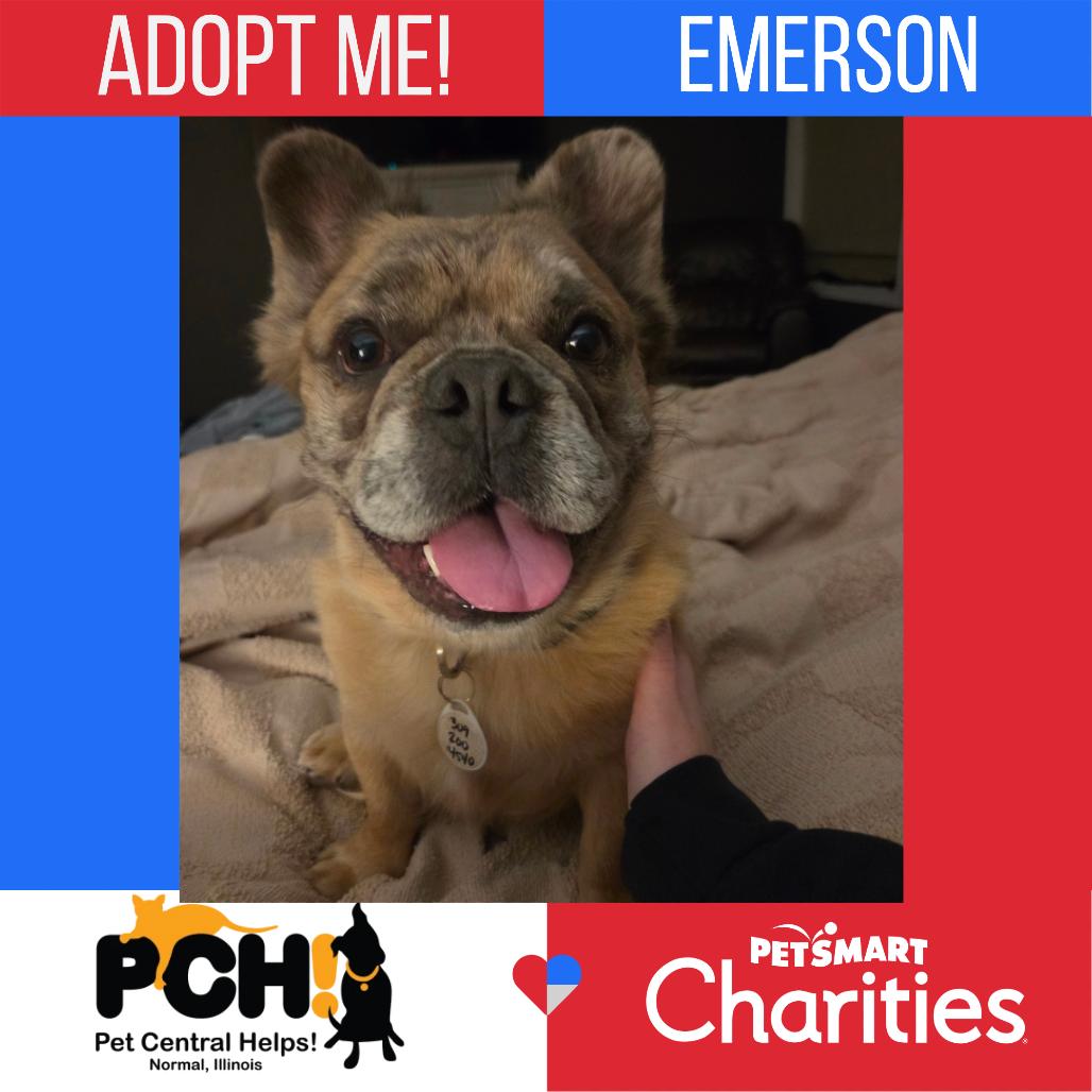 Enlarge Emerson, a Adoptable French Bulldog in Normal, IL image 5/6