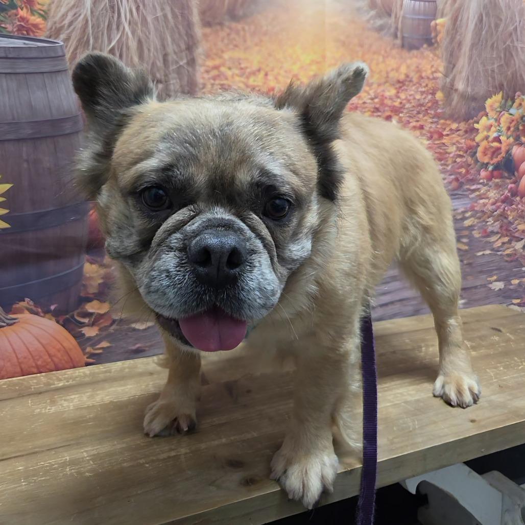 Enlarge Emerson, a Adoptable French Bulldog in Normal, IL image 6/6