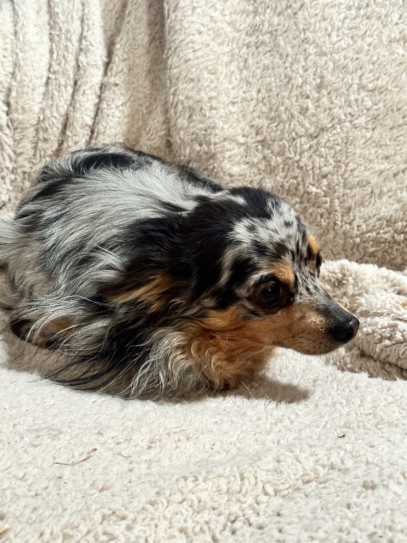 Scooter, Adopted, Adult Male Chihuahua.