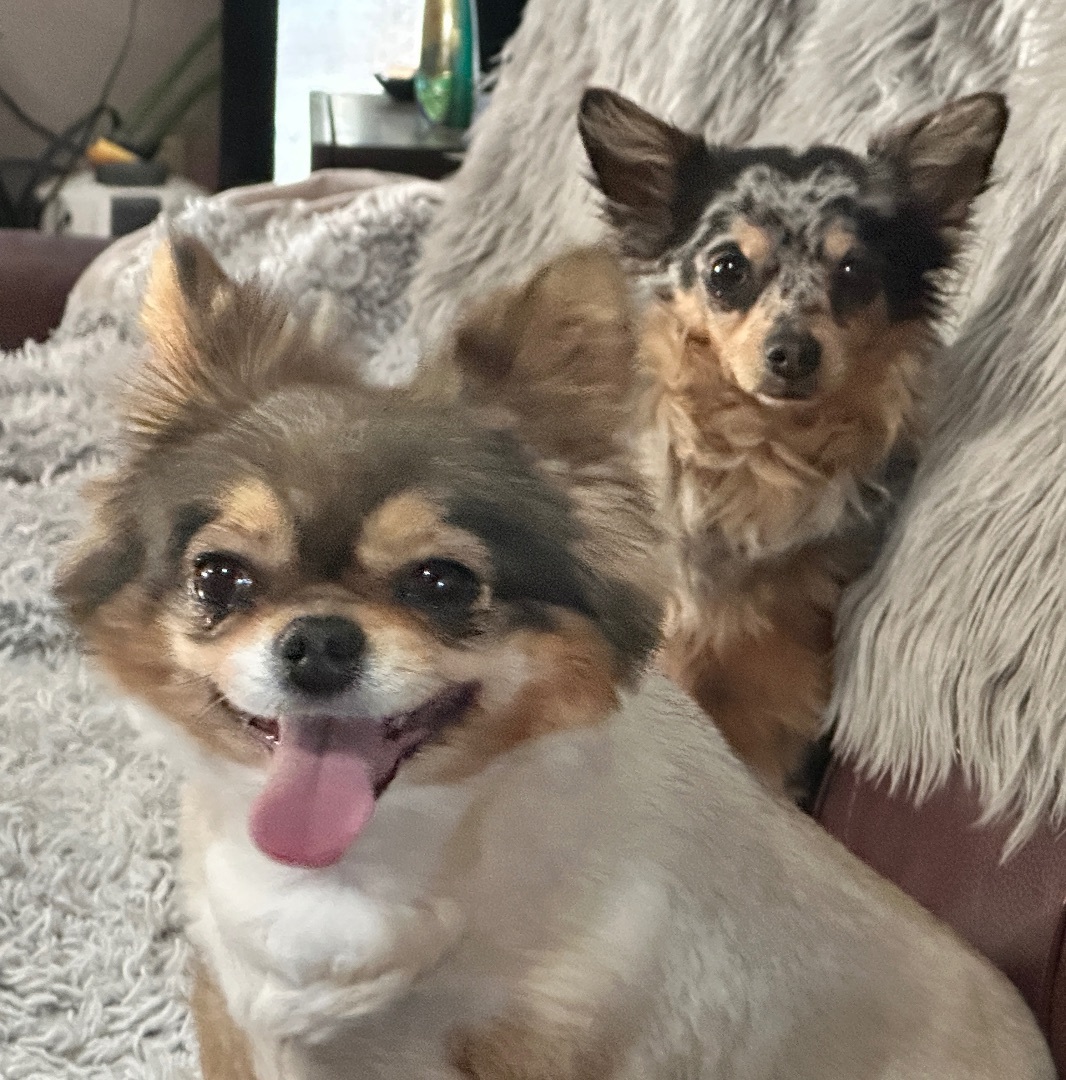 Enlarge Scooter, a Adopted Chihuahua in Prague, OK image 2/6