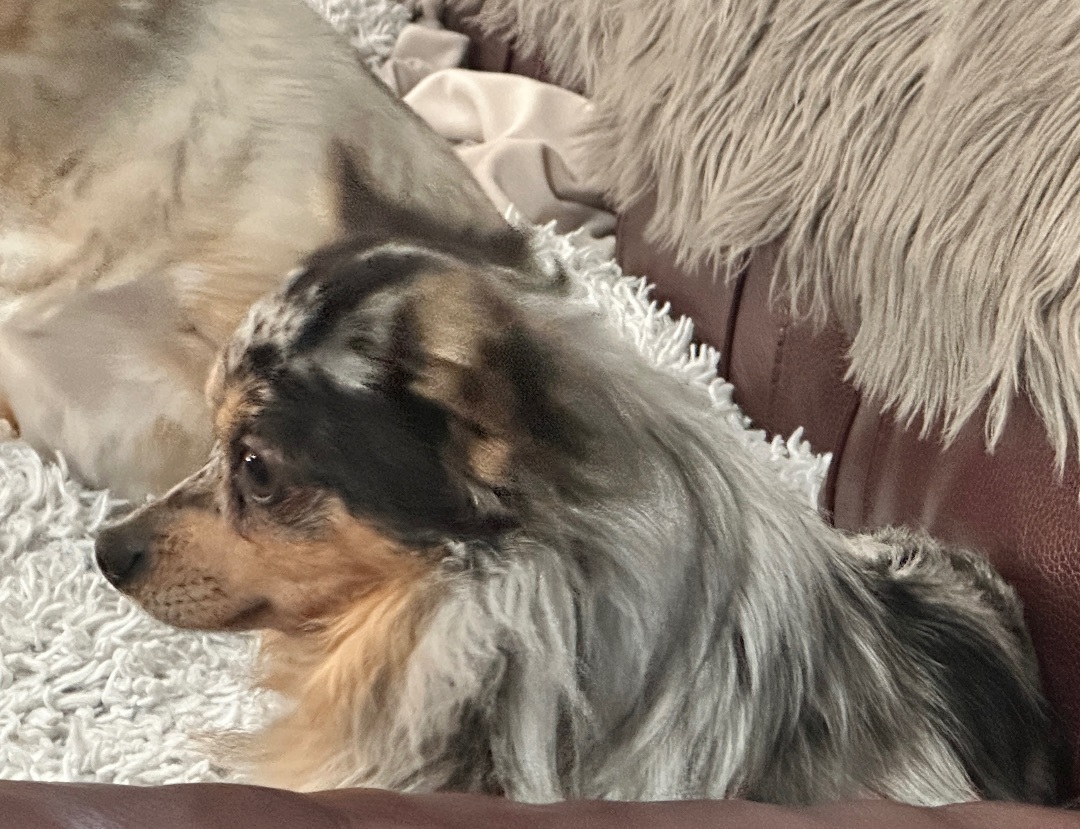 Enlarge Scooter, a Adopted Chihuahua in Prague, OK image 3/6