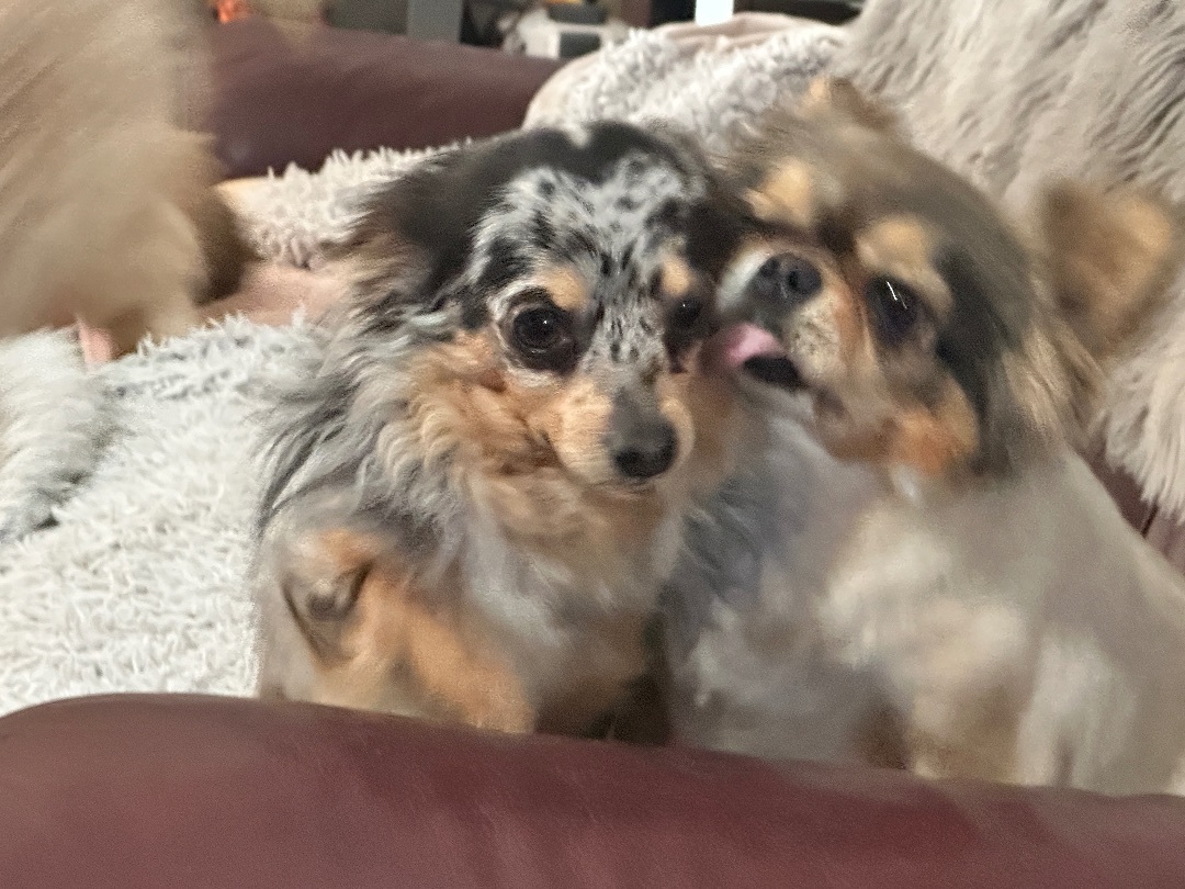 Enlarge Scooter, a Adopted Chihuahua in Prague, OK image 4/6