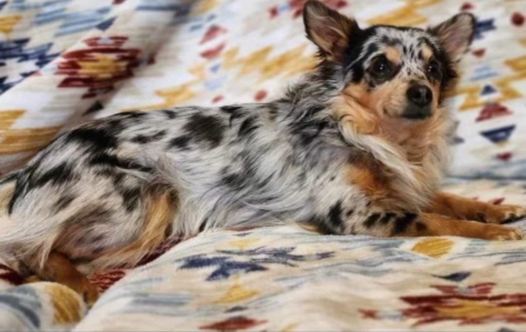 Enlarge Scooter, a Adopted Chihuahua in Prague, OK image 5/6